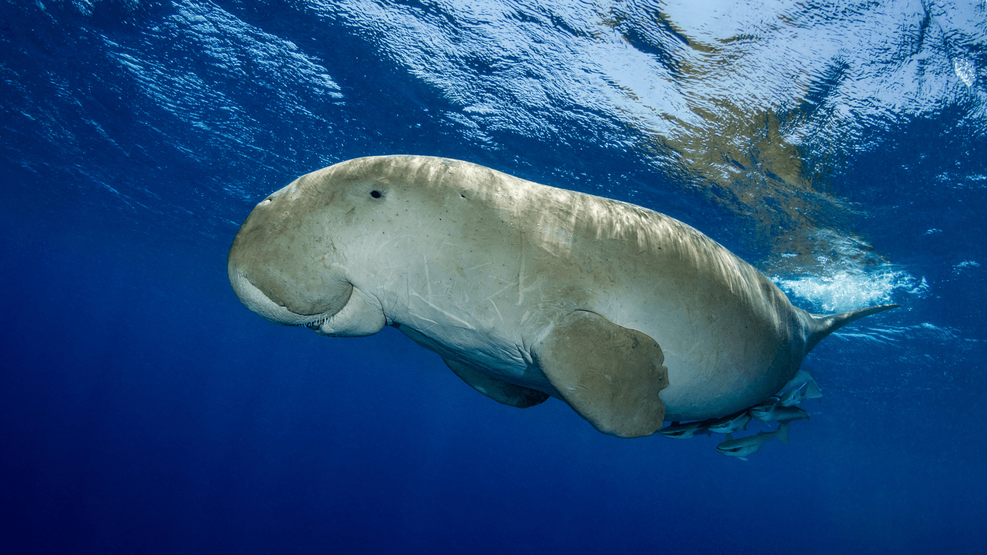 1920x1080 From Gaps to Impactful Action: The First Asian Regional Dialogue on Seagrass and Dugong Conservation