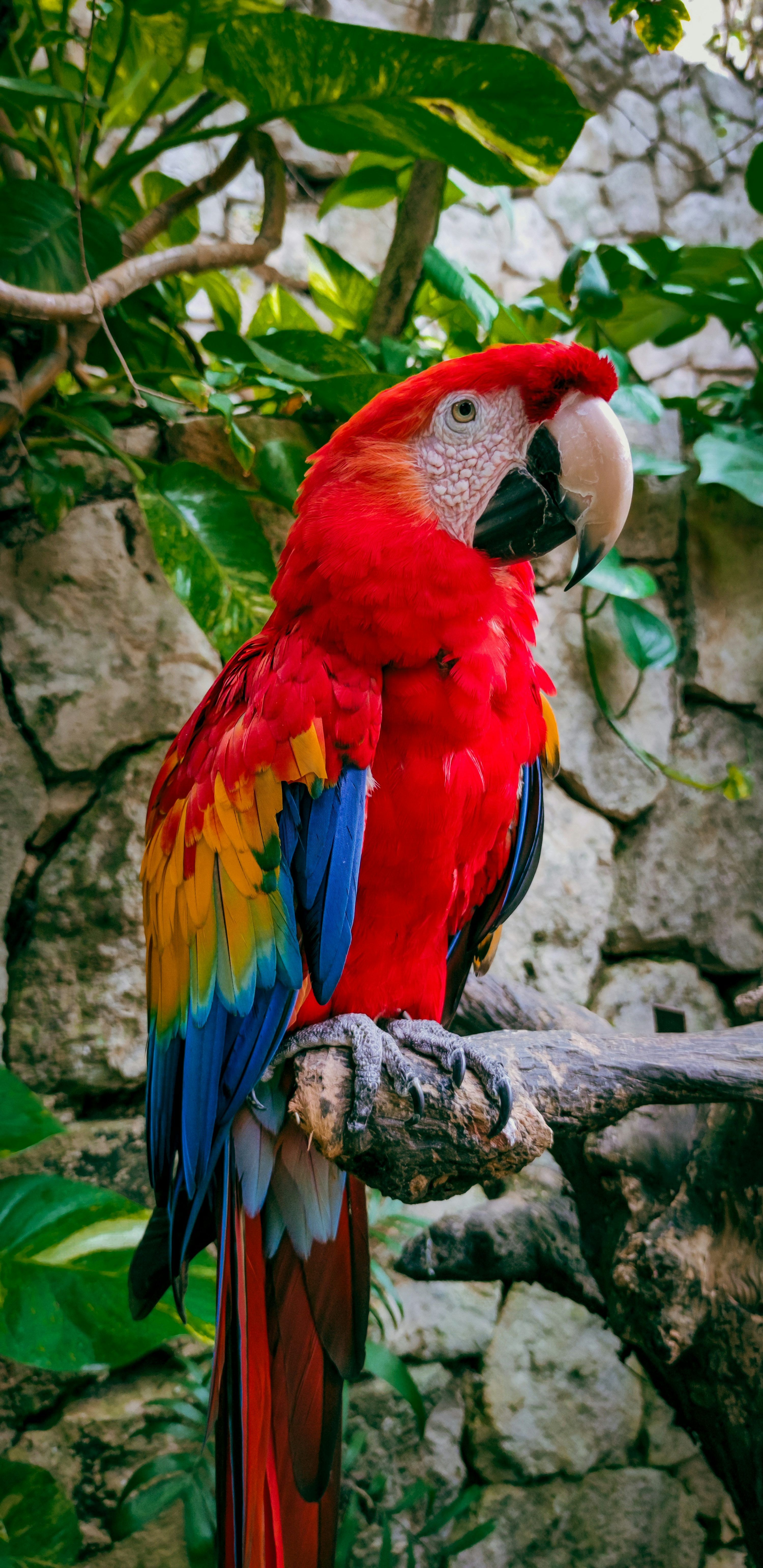 3000x6167 Red Parrot Picture. Download Free Image