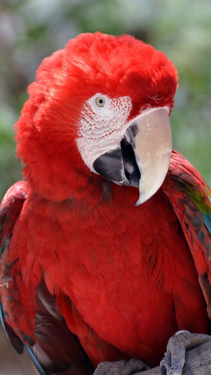 720x1280 Red parrot, macaw, bird, 720x1280 wallpaper
