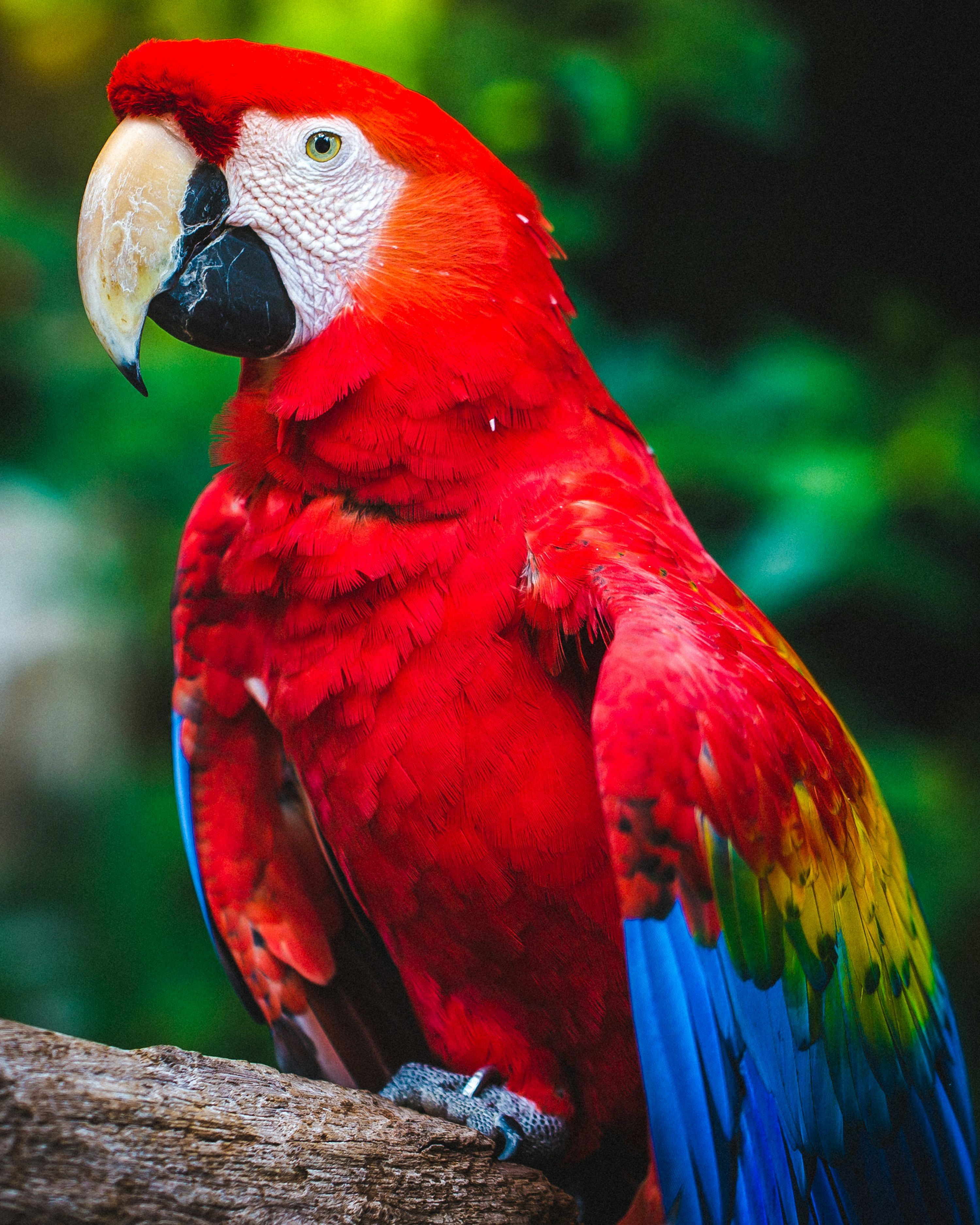 3000x3750 Scarlet Macaw porches on tree branch photo
