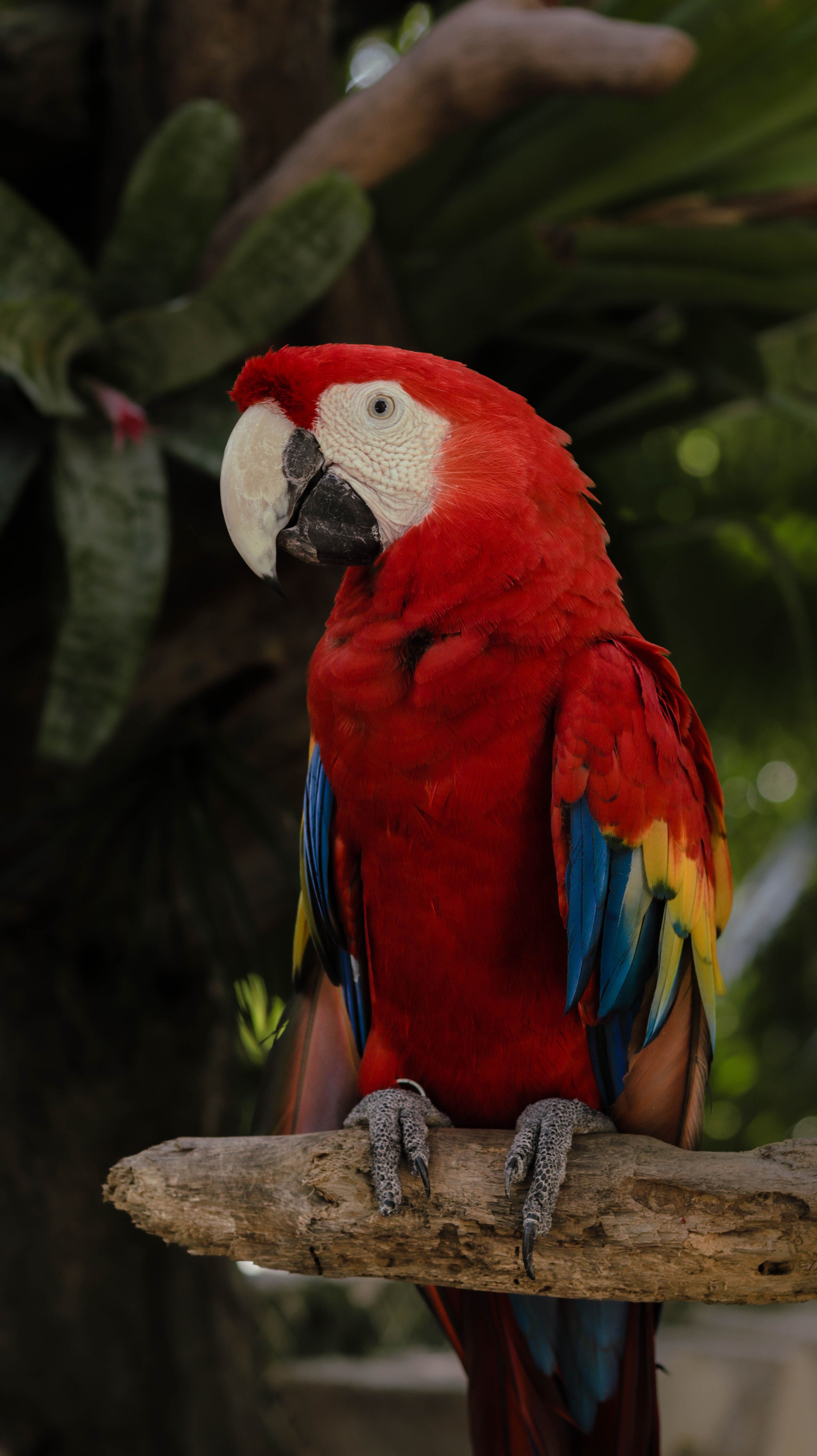 3368x6000 Red Macaw Parrot · Free