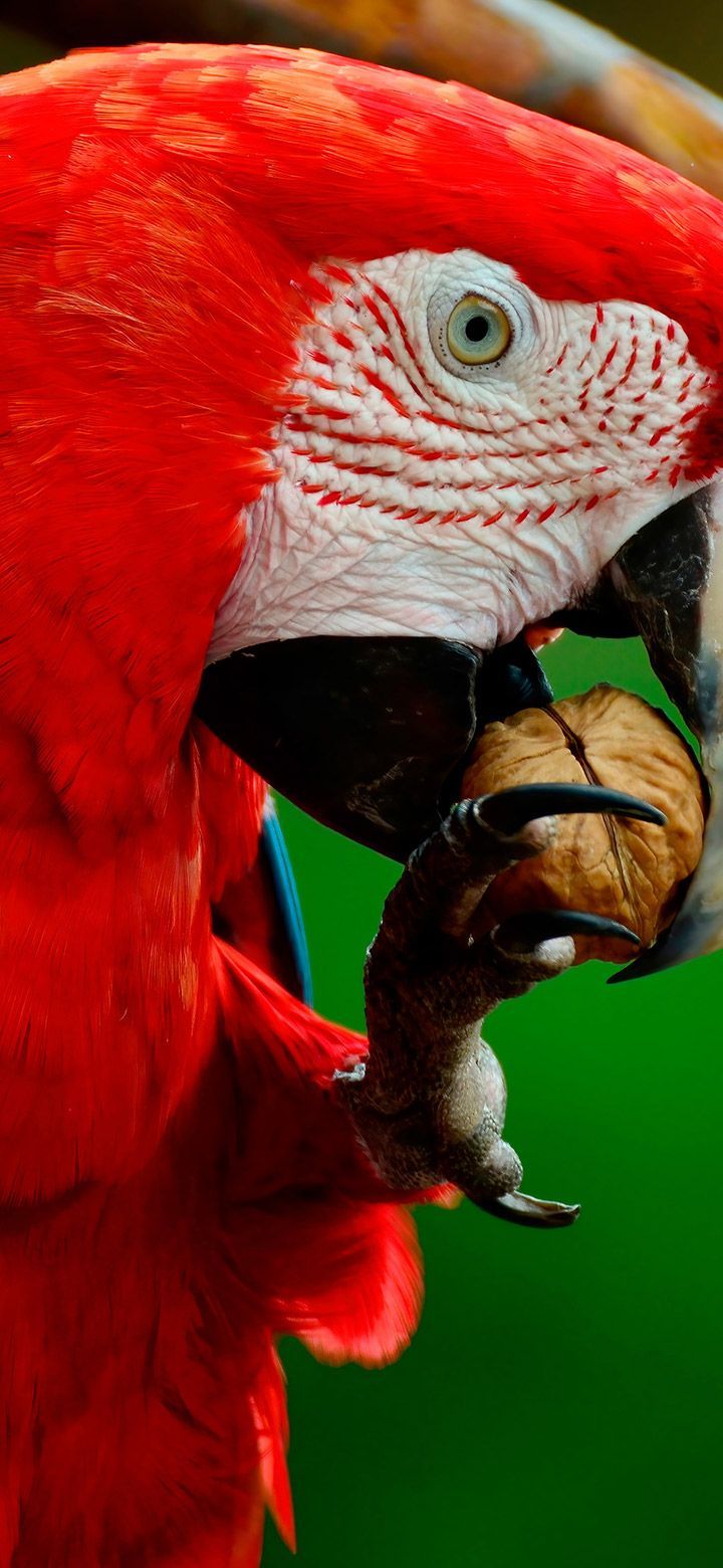 720x1560 Beautiful red parrot wallpaper