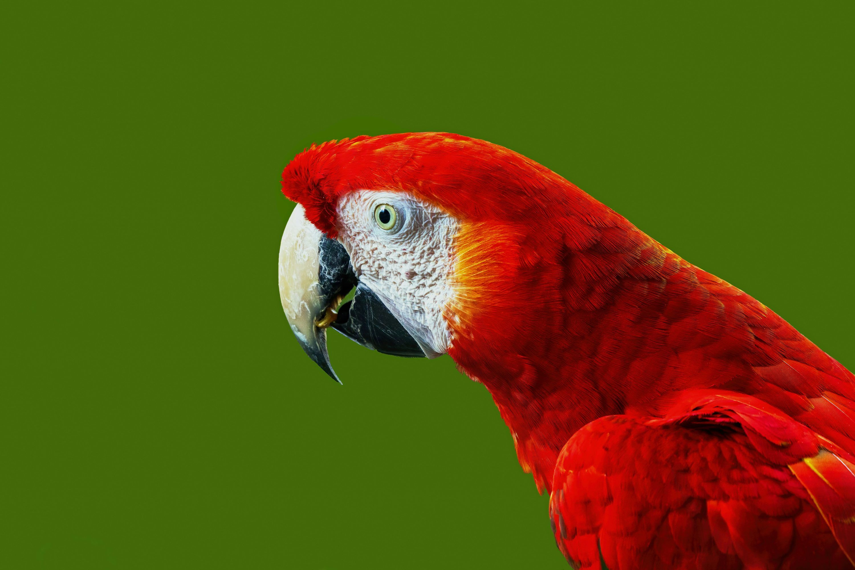 3000x2000 A red macaw parrot with green background photo