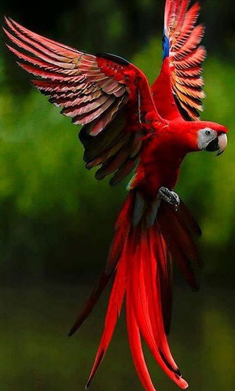 800x1332 Red Parrot, awesome, cool, HD phone wallpaper