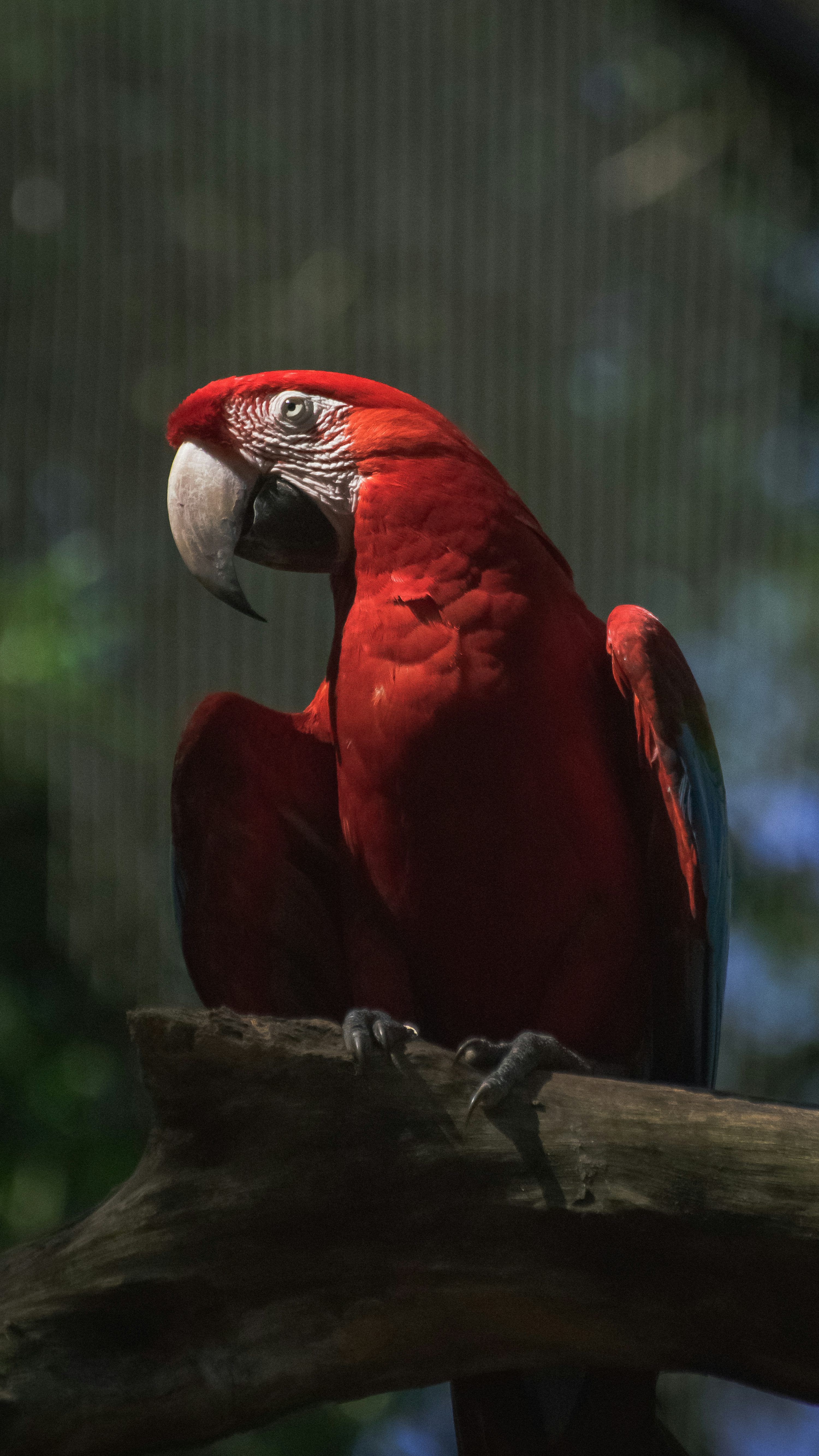 3000x5333 A red parrot perched gracefully on a branch. photo