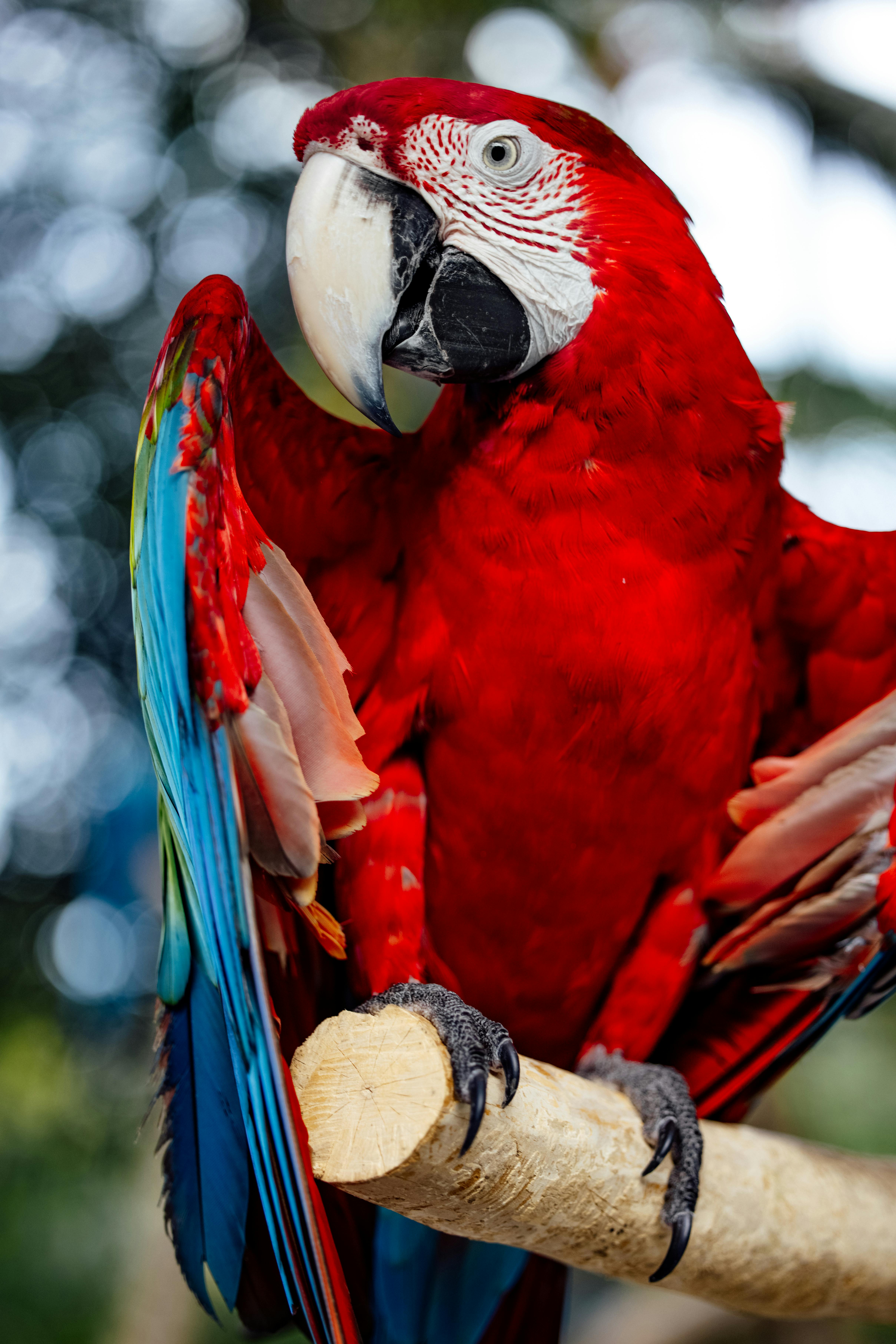 4836x7250 Macaw on Tree Branch · Free
