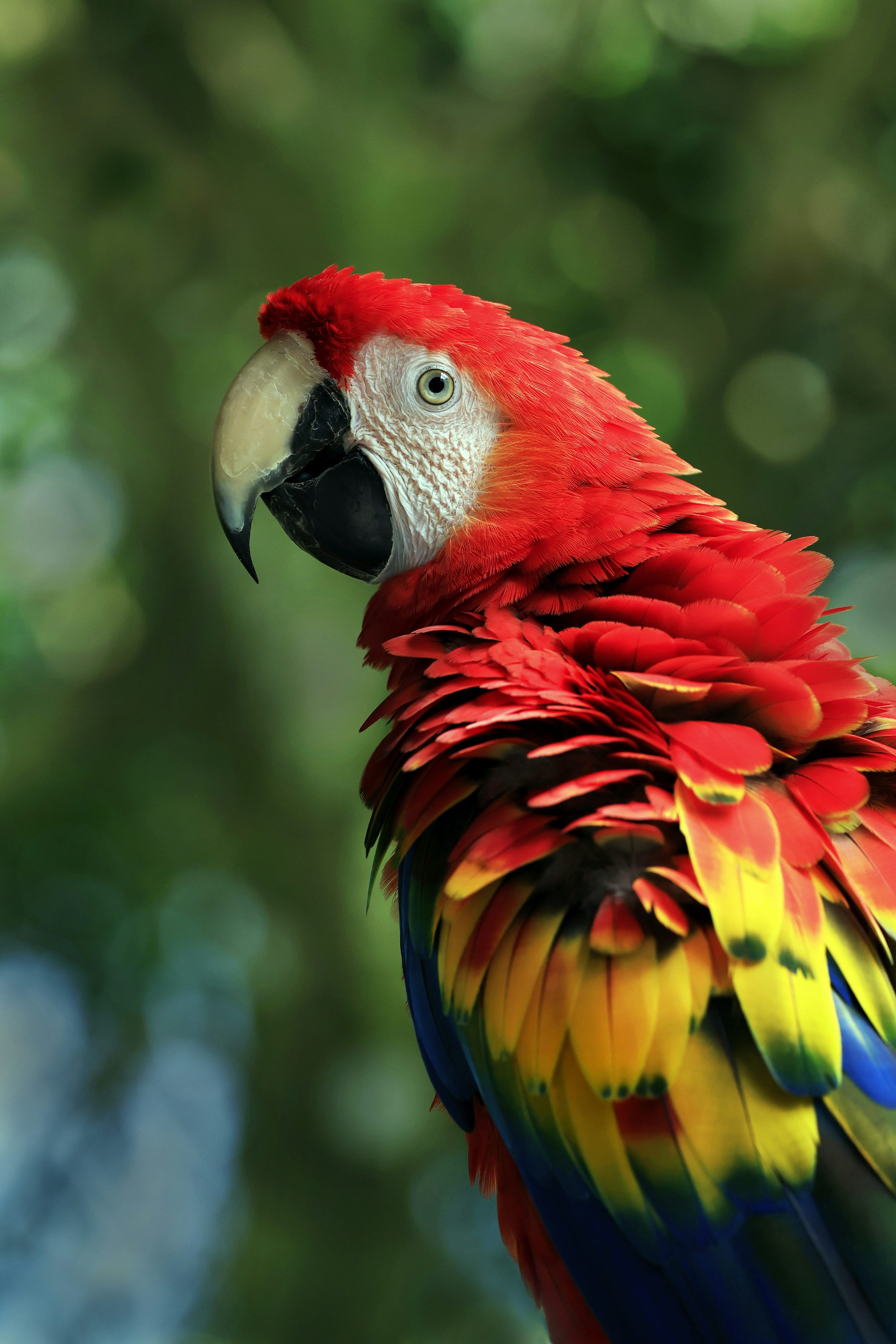 3000x4500 A red and yellow parrot standing on top of a tree photo