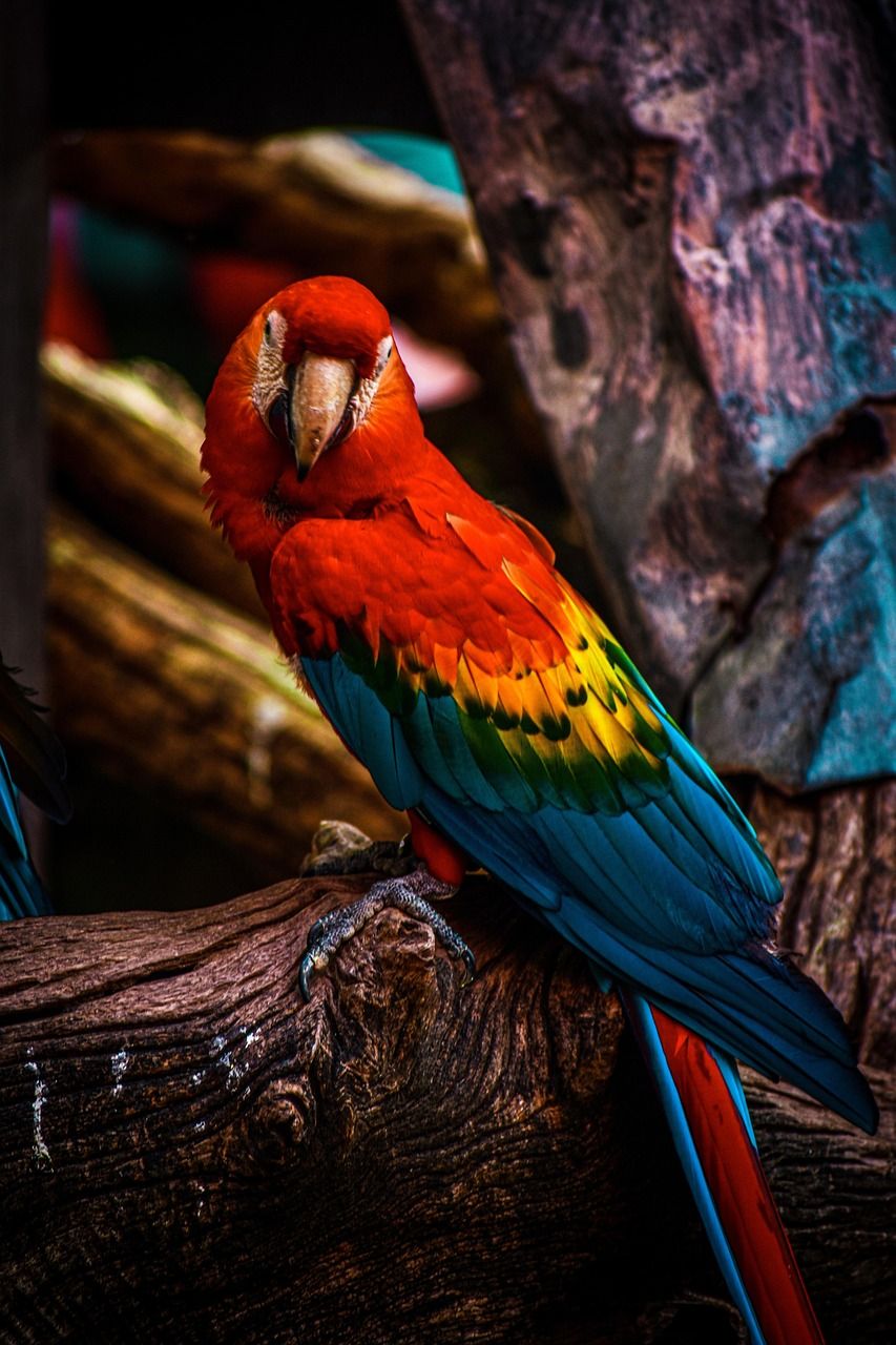 853x1280 Bird Red Parrot