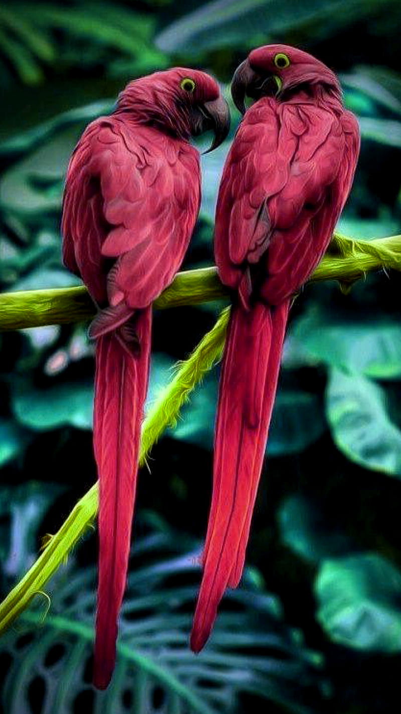 800x1422 Red parrots, birds, branches, leaves, nature, HD phone wallpaper