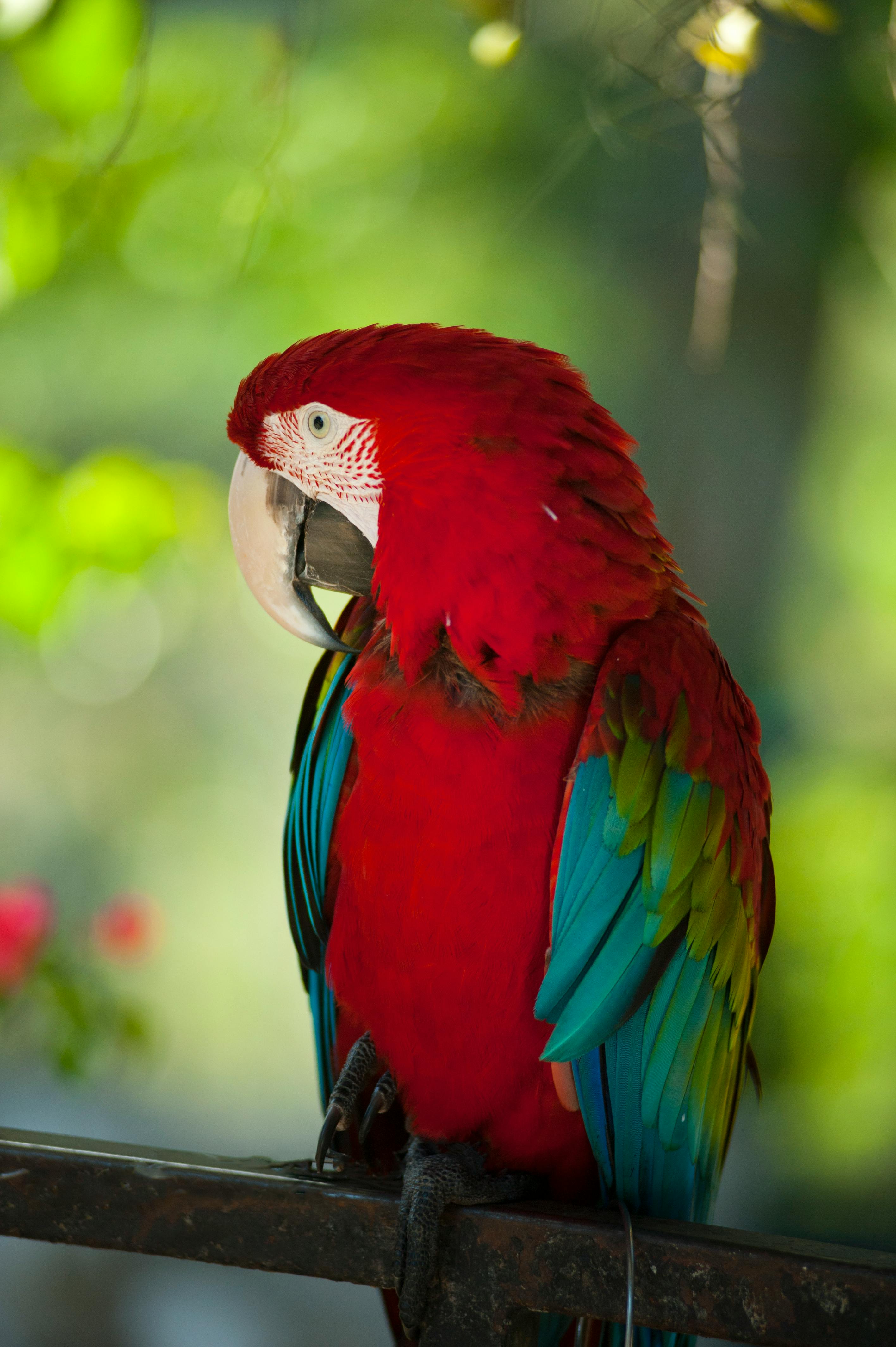 2832x4256 Close Up Photo of a Red Parrot · Free