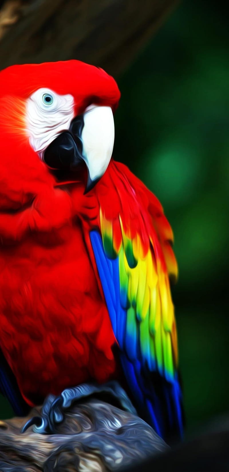 800x1644 Parrot, animal, bird, feathers, parrots, red, HD phone wallpaper