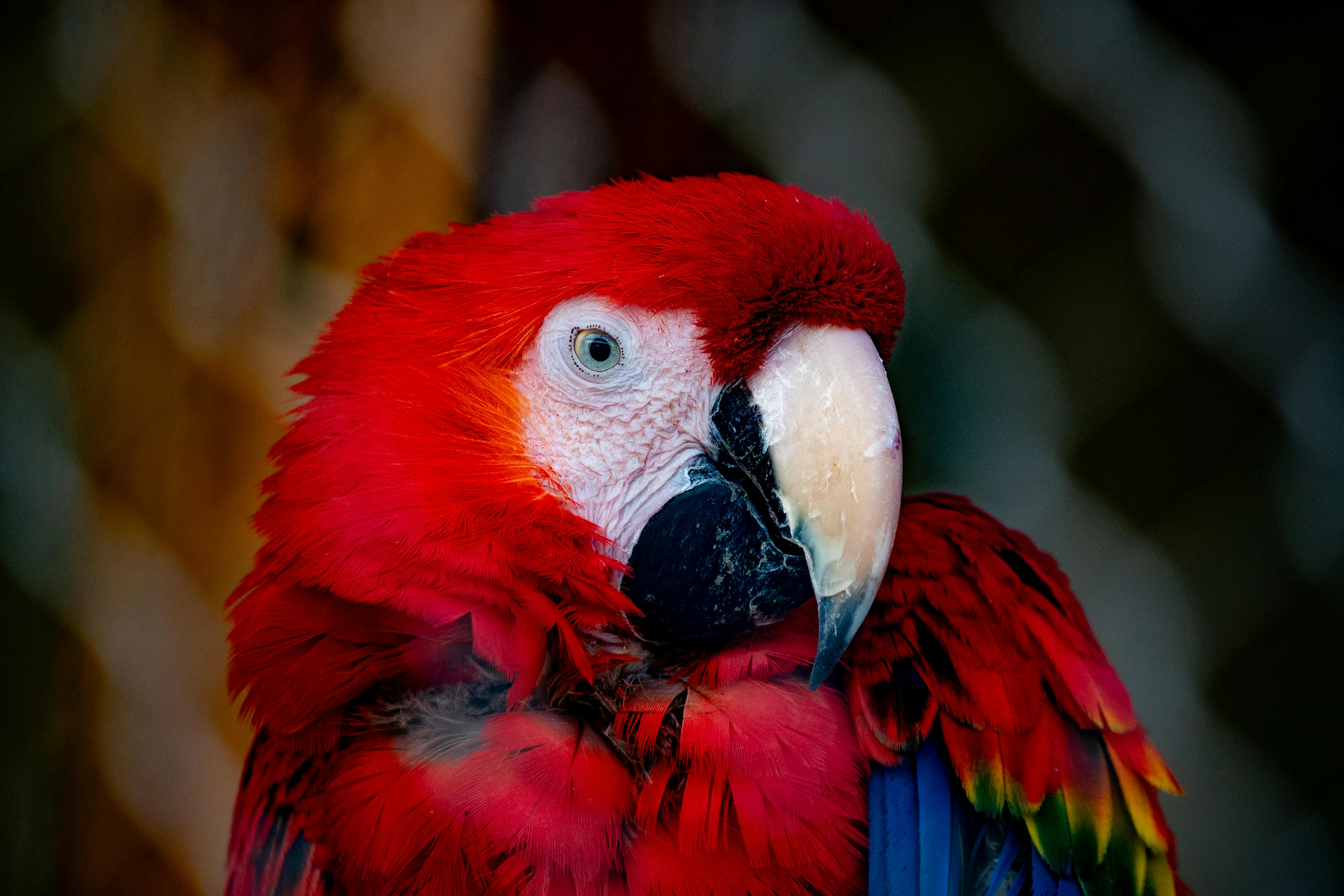 3936x2624 Parrot with Red Feathers · Free