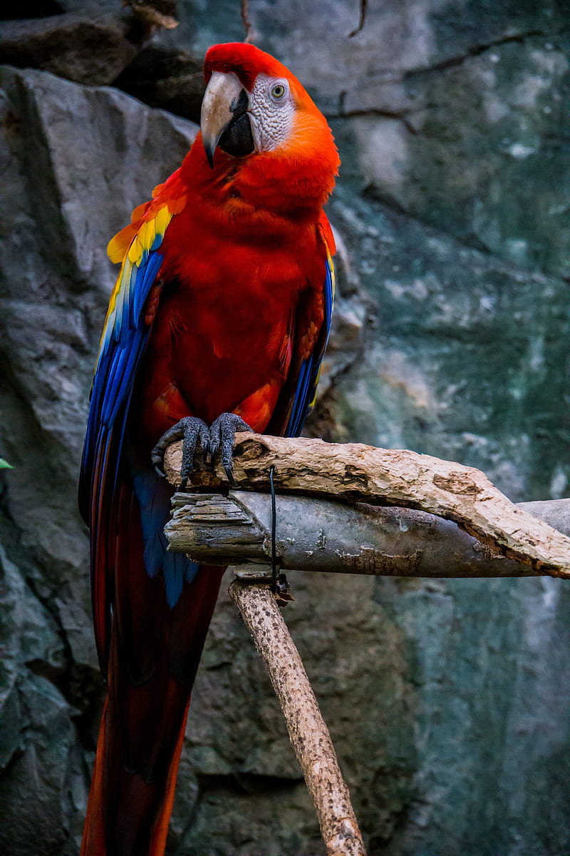800x1200 Macaw, parrot, bird, colorful, red, HD phone wallpaper