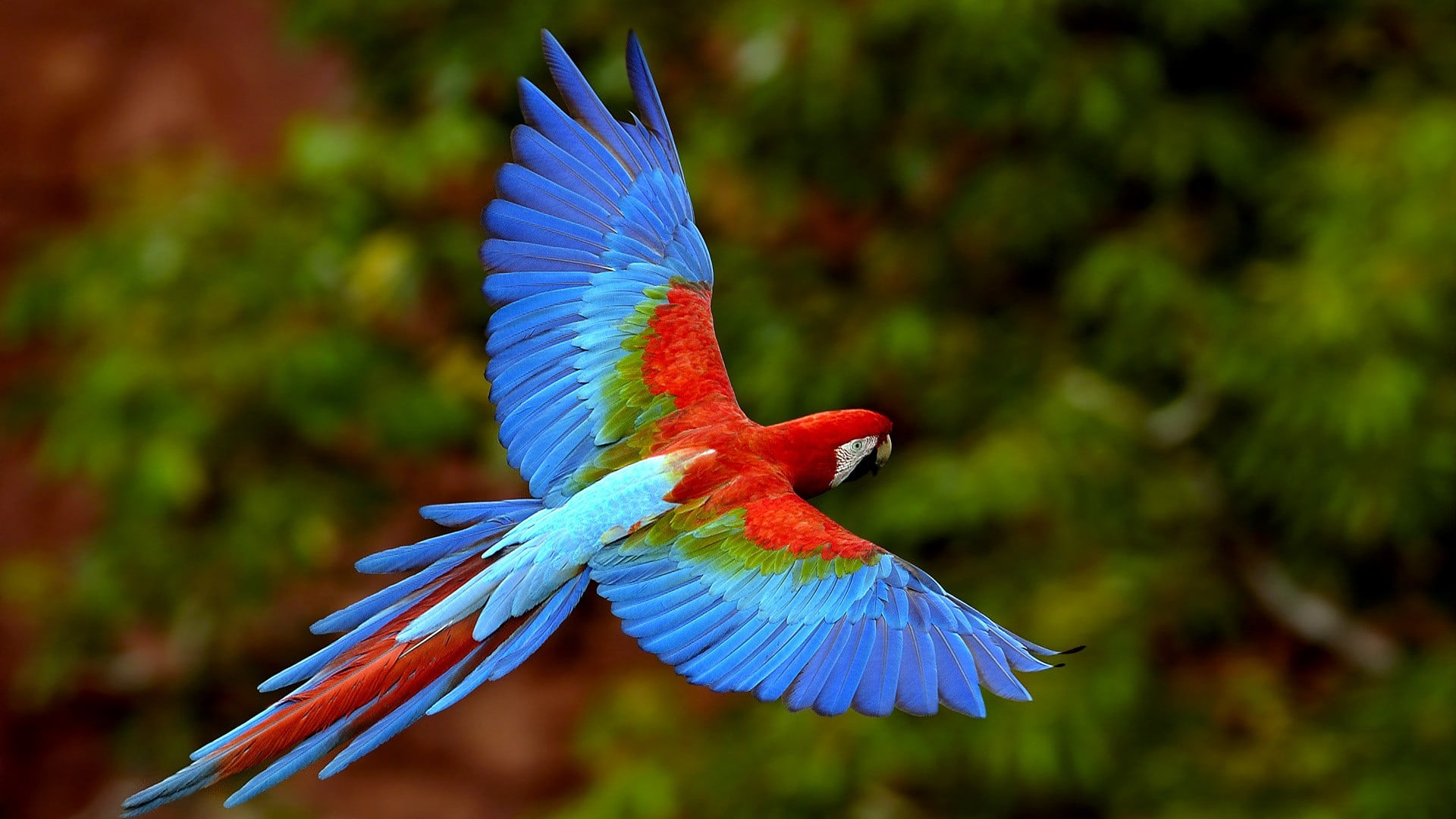1920x1080 Blue and red parrot, macaws, birds, animals, nature HD wallpaper