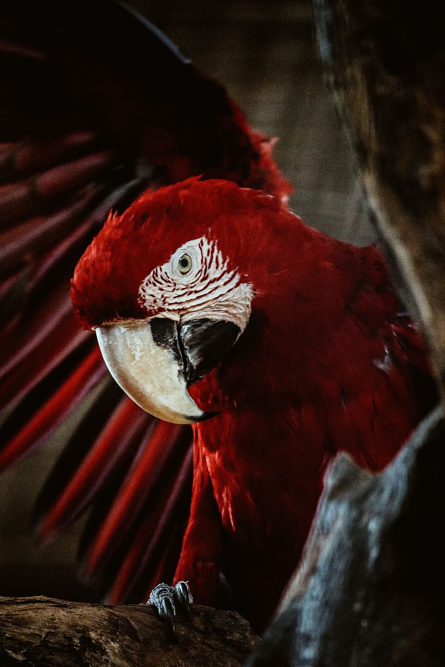 910x1365 HD wallpaper: red macaw on tree branch, bird, parrot, animal, beak, velvet