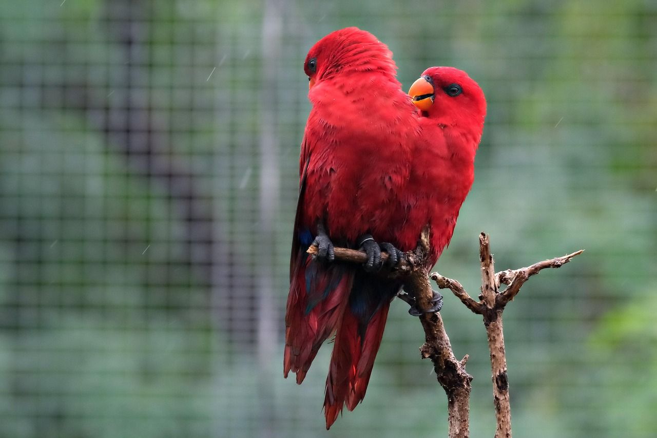 1280x853 Red Parrots Birds