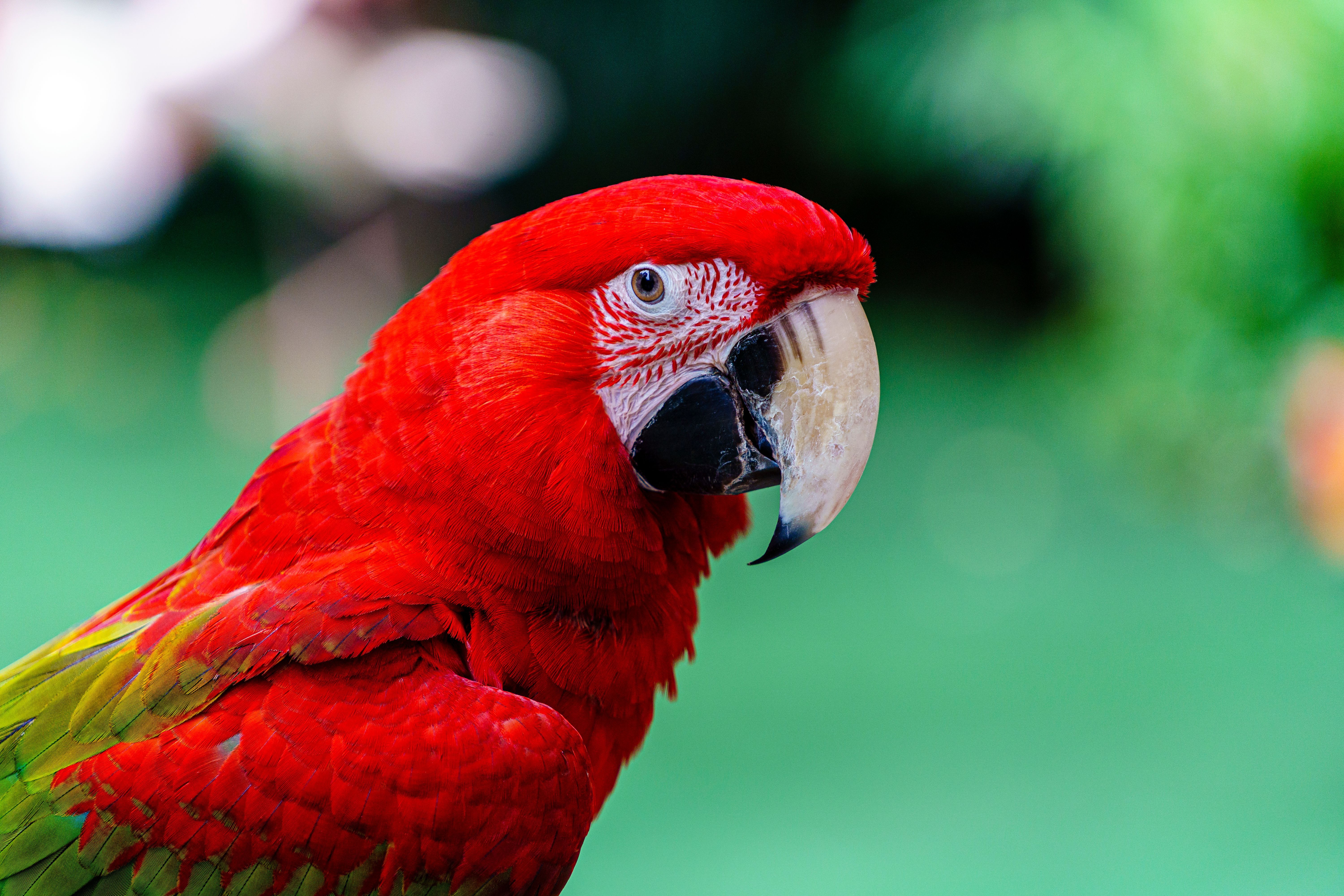 6000x4000 Close Up Of Red And Green Macaw Parrot · Free
