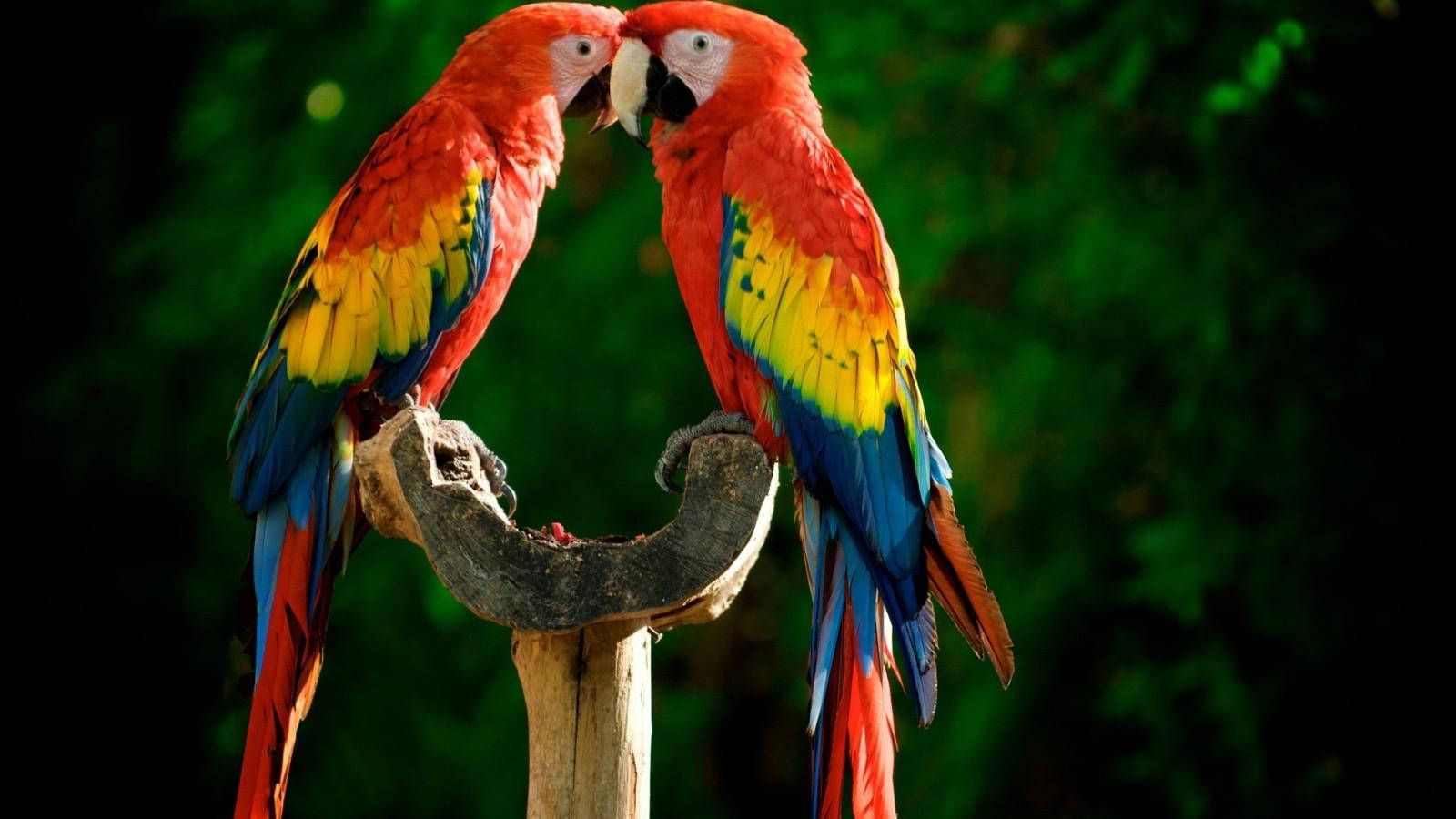 1600x900 Download Red Macaw Parrots Wallpaper