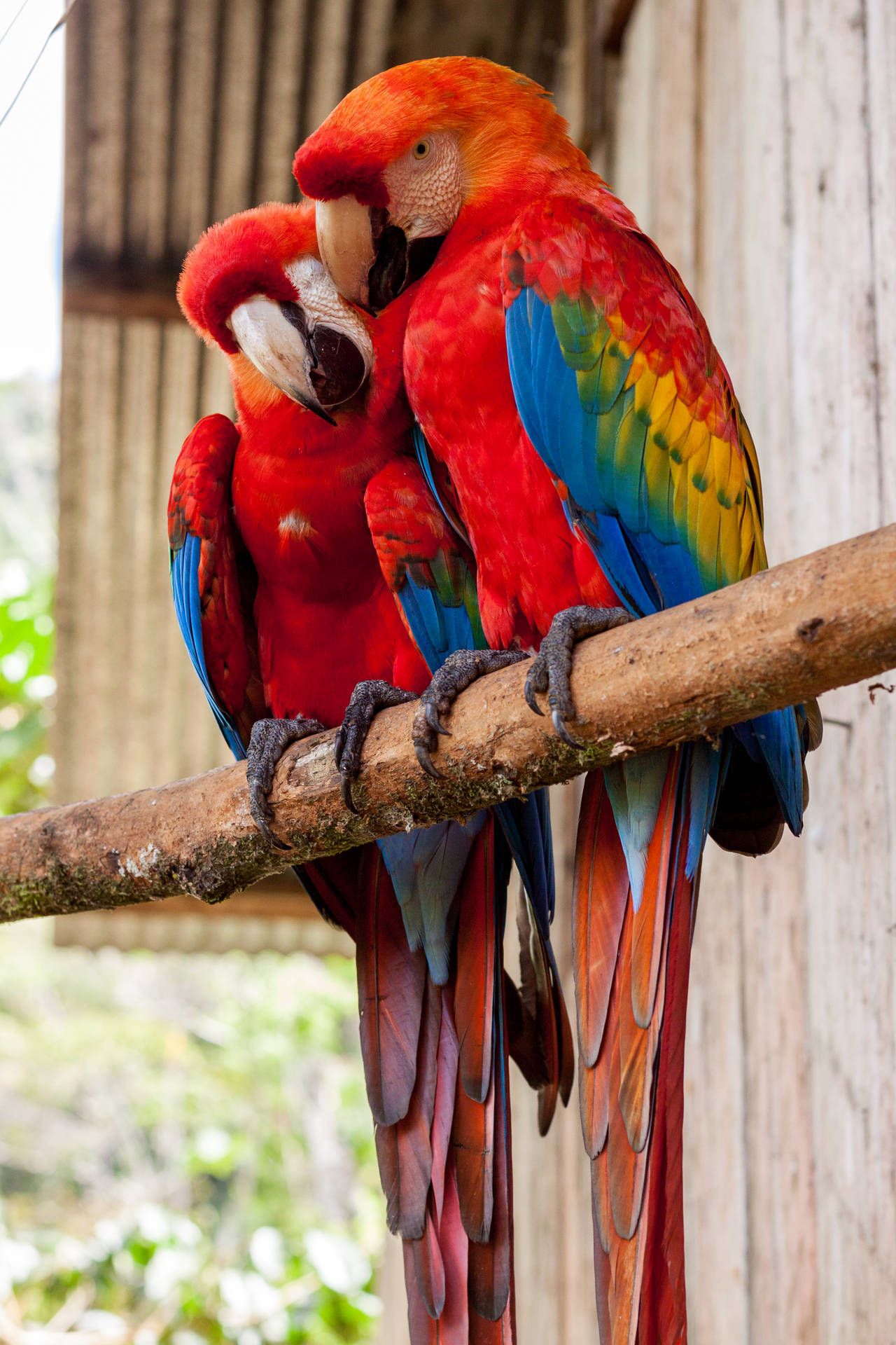 1280x1920 Download A charming couple of Red Parrot birds. Wallpaper