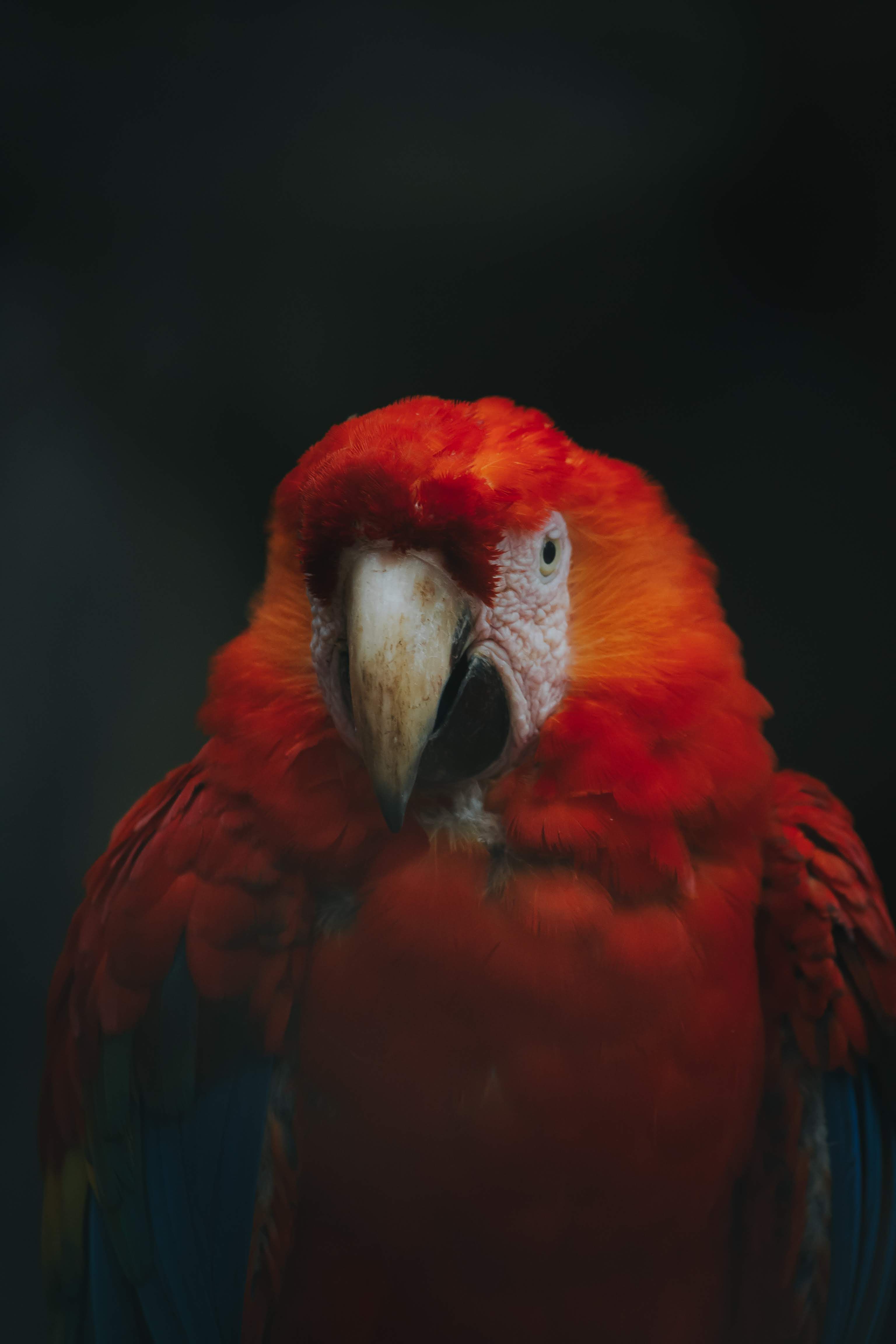 3072x4608 Close up of Red Parrot · Free