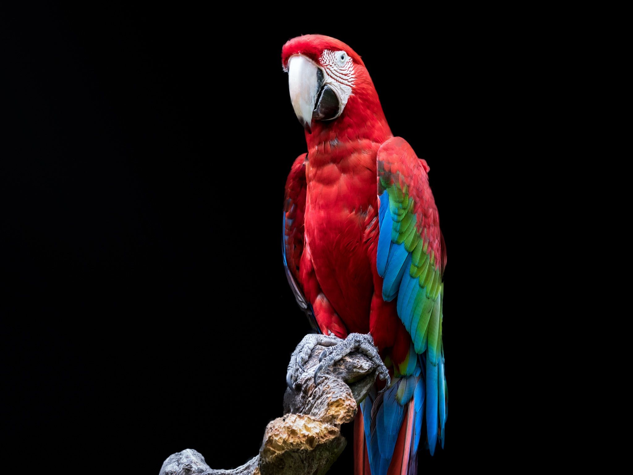 2048x1536 Vibrant Red And Green Macaw Portrait