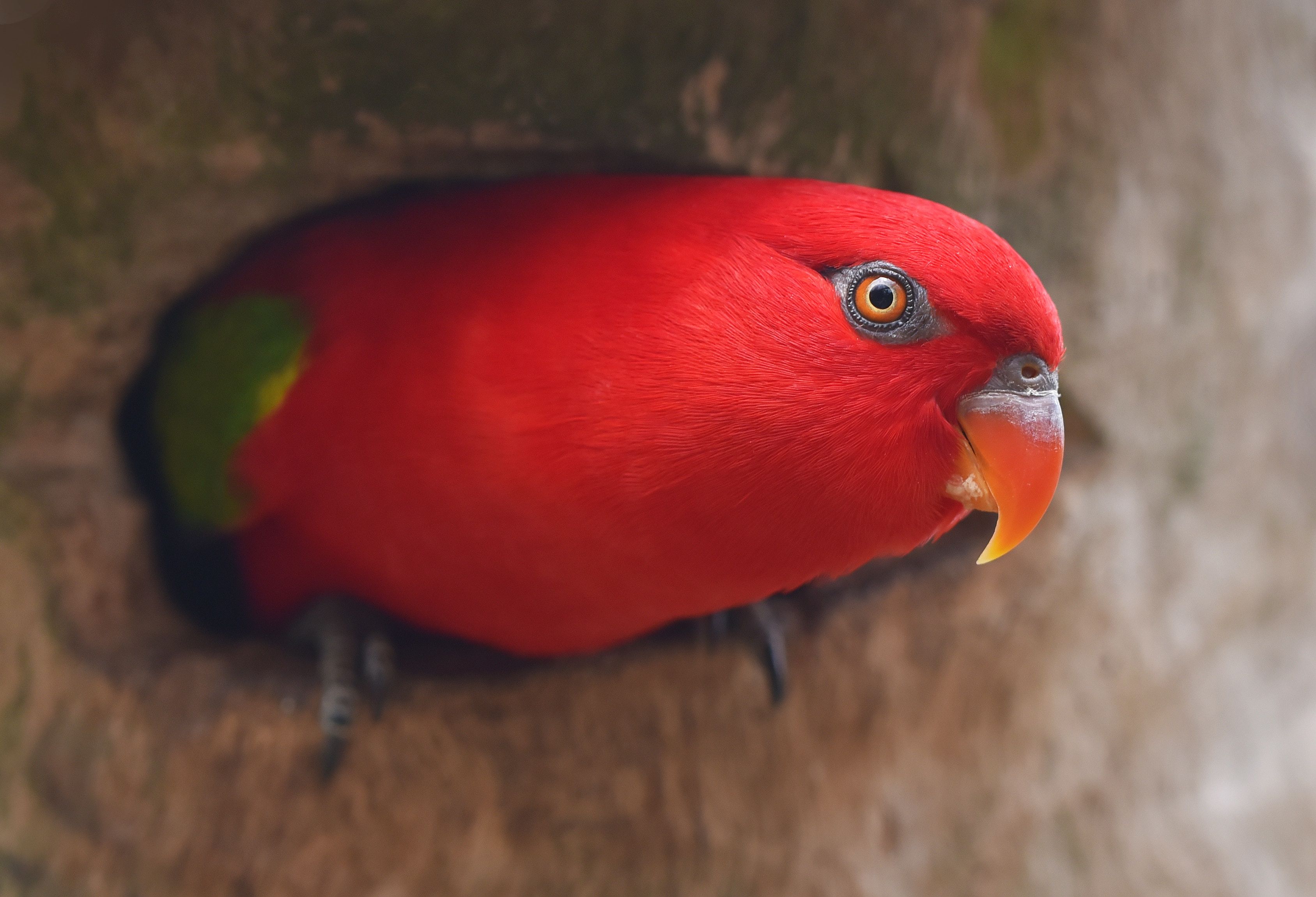 3375x2300 Red Parrot Portrait Wallpaper, HD Birds Wallpaper, 4k Wallpaper, Image, Background, Photos and Picture