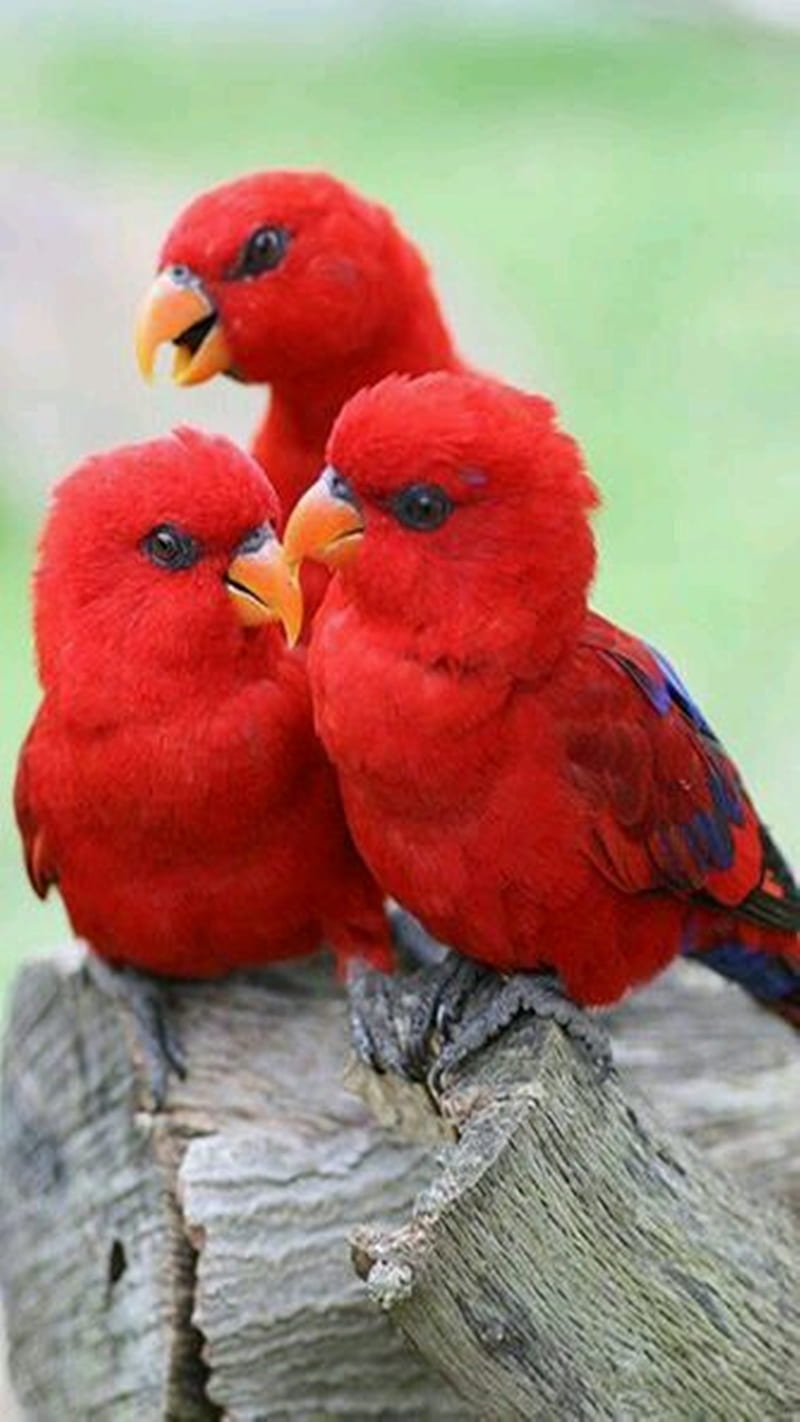 800x1422 Red Parrots, HD phone wallpaper