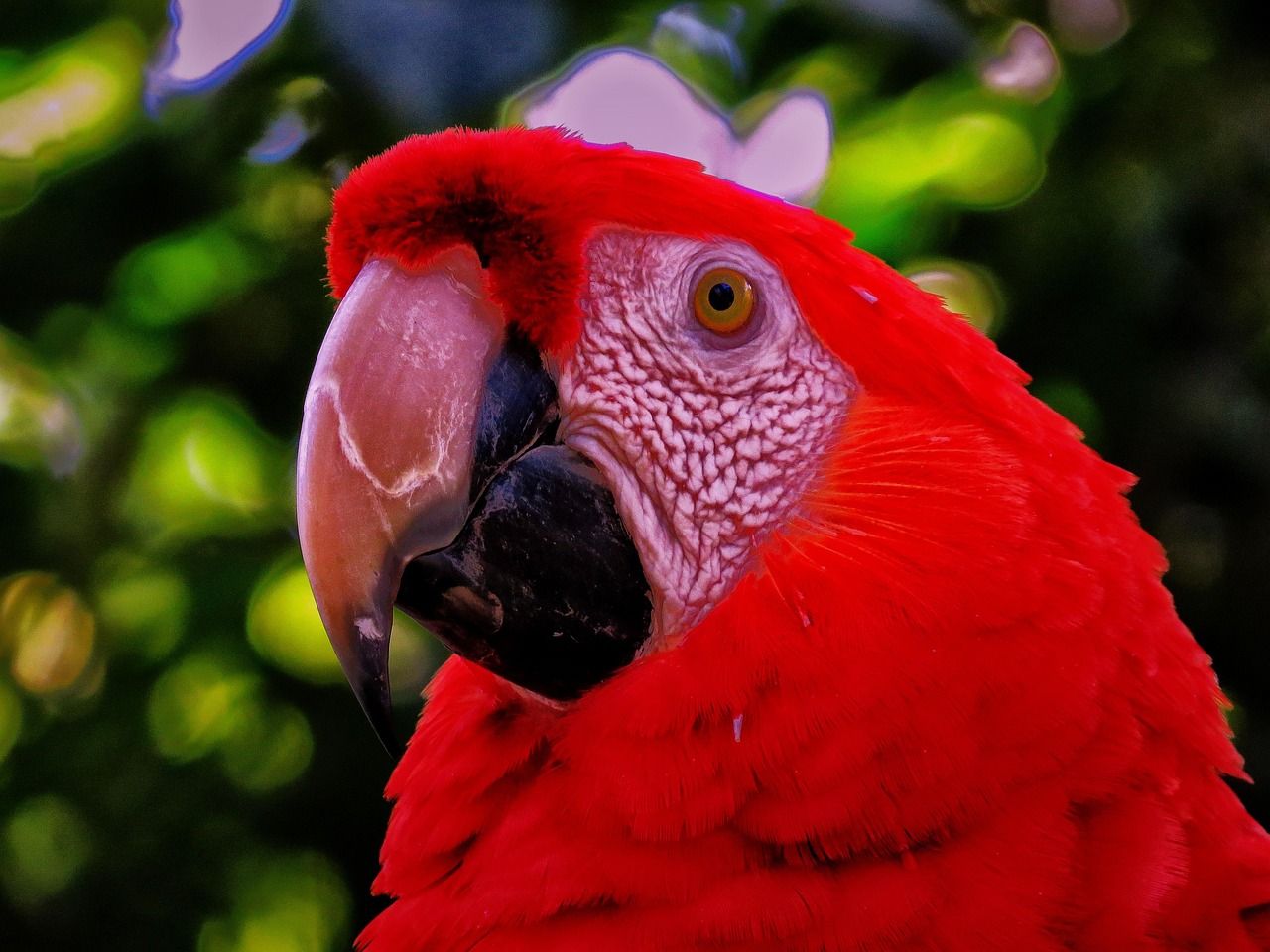 1280x960 Parrot Red Nature