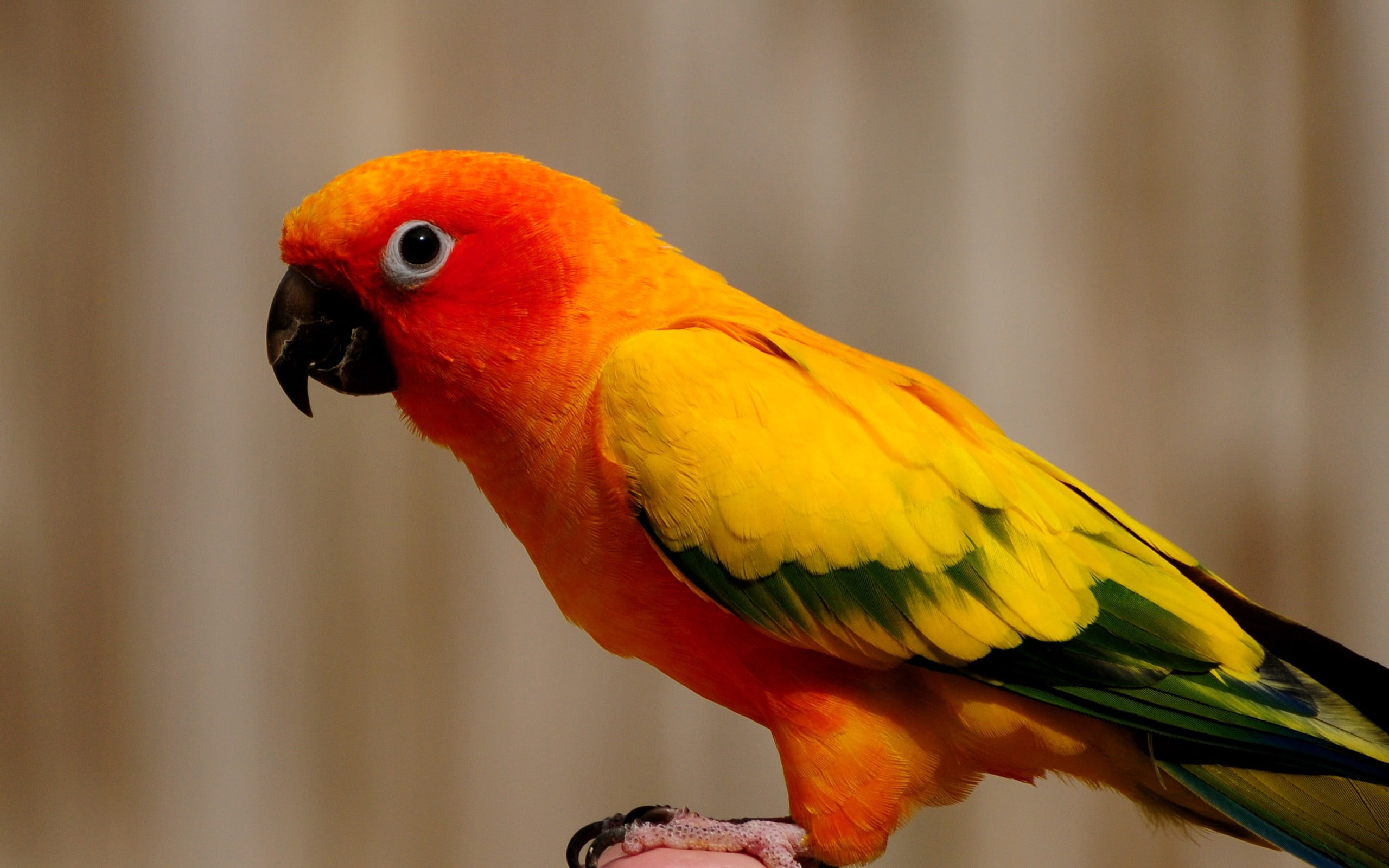 2560x1600 Yellow and red parrot HD wallpaper