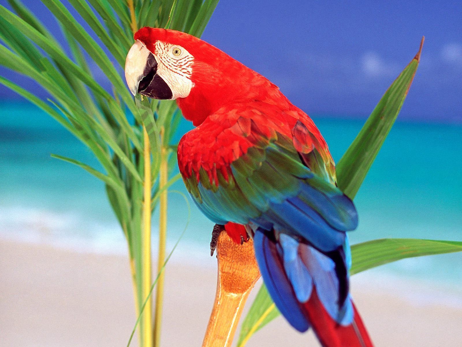 1600x1200 Red Parrot Wallpaper