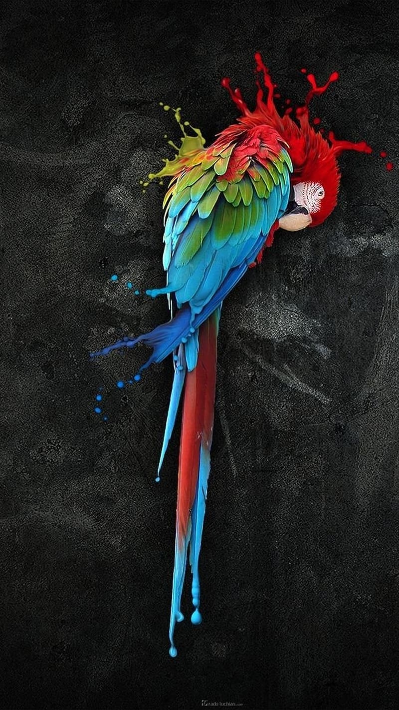 800x1422 Parrot Live, Red Macaw, Black Background, pet, HD phone wallpaper