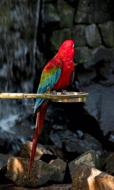 447x740 Macaw red parrot Image