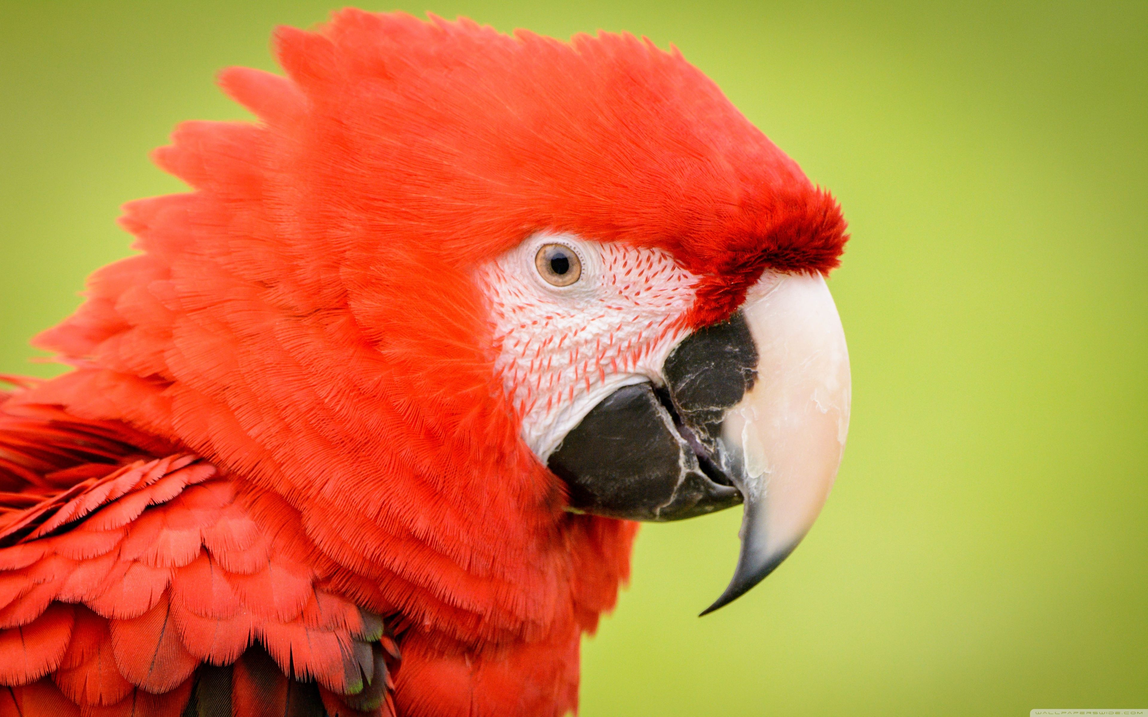 3840x2400 Red Parrot 4K UHD Wallpaper for UltraHD Desktop and TV : Widescreen and UltraWide Display : Smartphone and Tablet Devices