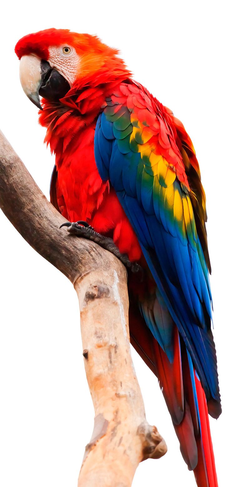 720x1560 Red Parrot Looking At The Camera 4K phone Wallpaper