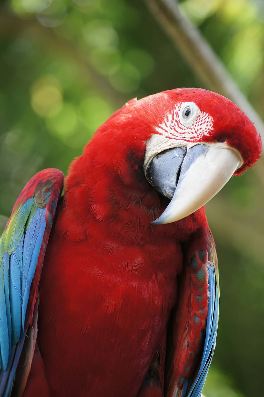 910x1367 HD wallpaper: closeup photo of scarlet macaw, shallow focus photography of red Parrot on tree branch