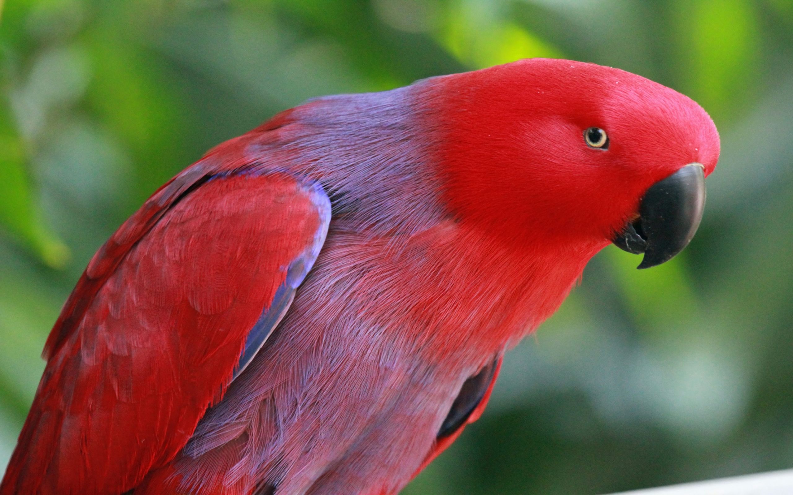 2560x1600 Phone wallpaper: Animal, Parrot, Bird, Eclectus Parrot, Birds 461441