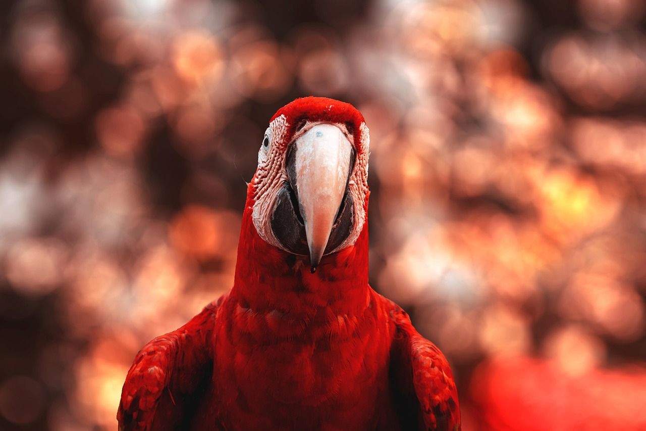 1280x853 Bird Red Macaw Parrot Exotic