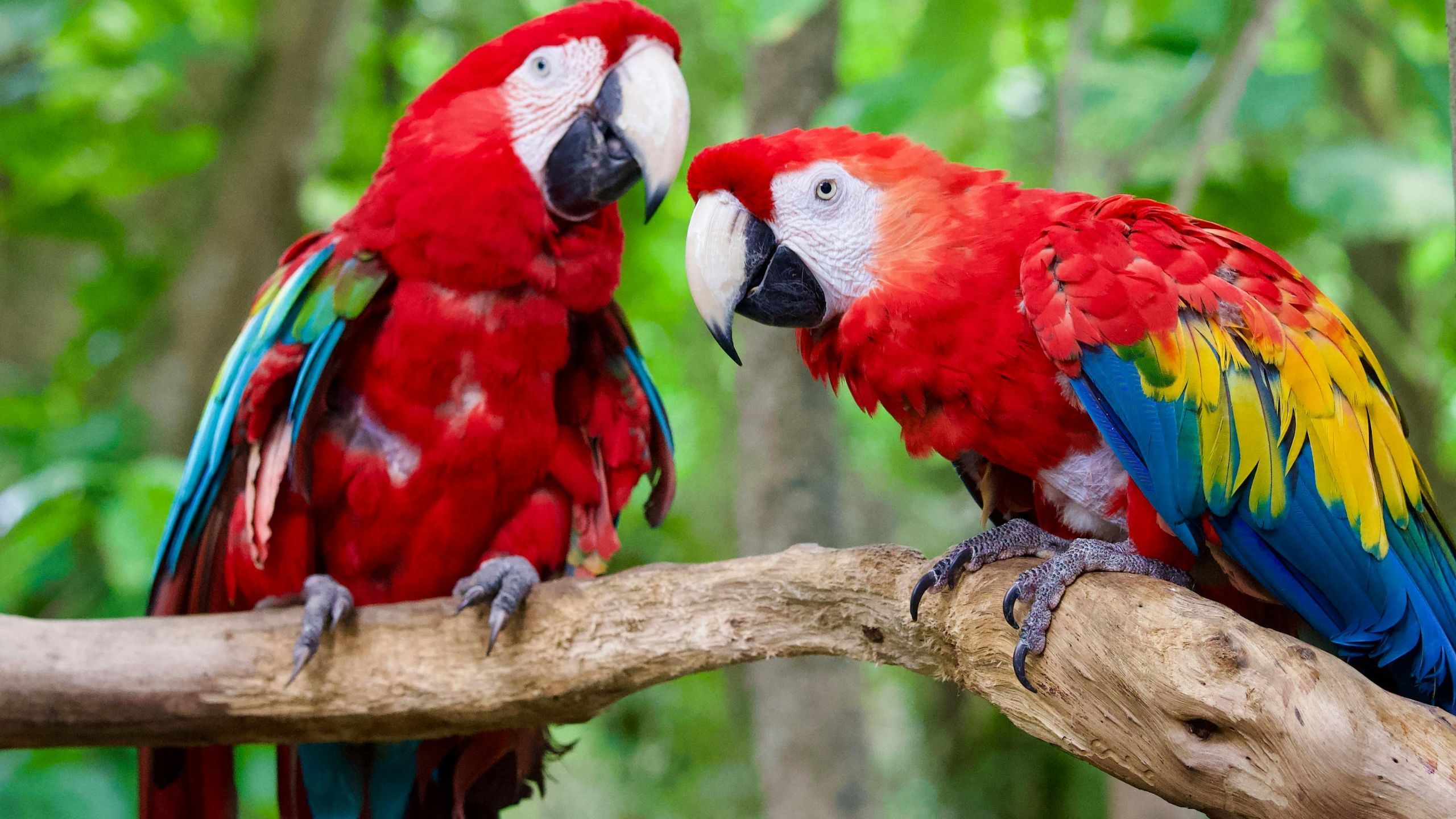 2560x1440 blue red parrots birds standing on tree branches leaves in blur bokeh background HD birds Wallpaper
