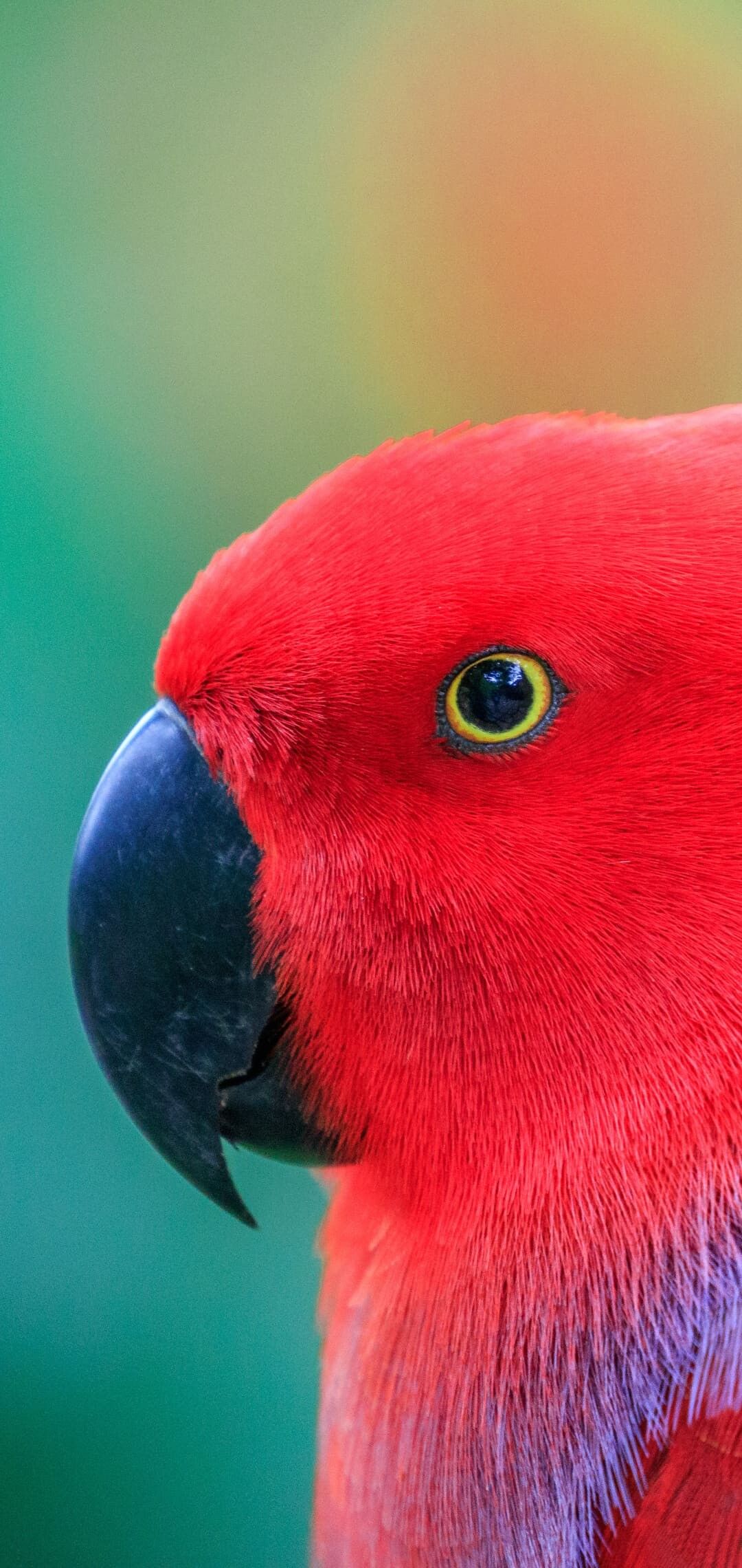 1080x2280 Parrot Wallpaper