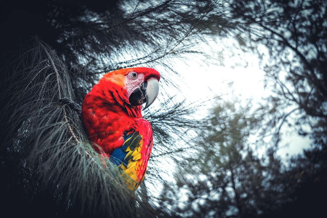 1125x750 Wallpaper Red Yellow and Blue Parrot on Black Nest, Background Free Image