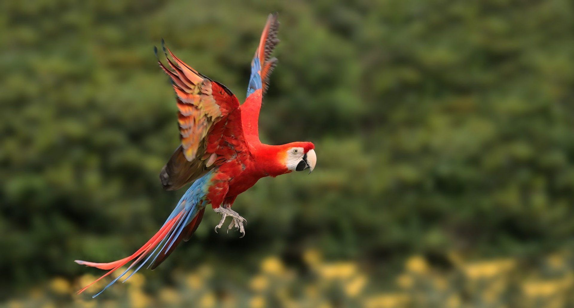 1920x1032 Vibrant Red And Green Macaw In Flight. Stunning HD Parrot Wallpaperx1101