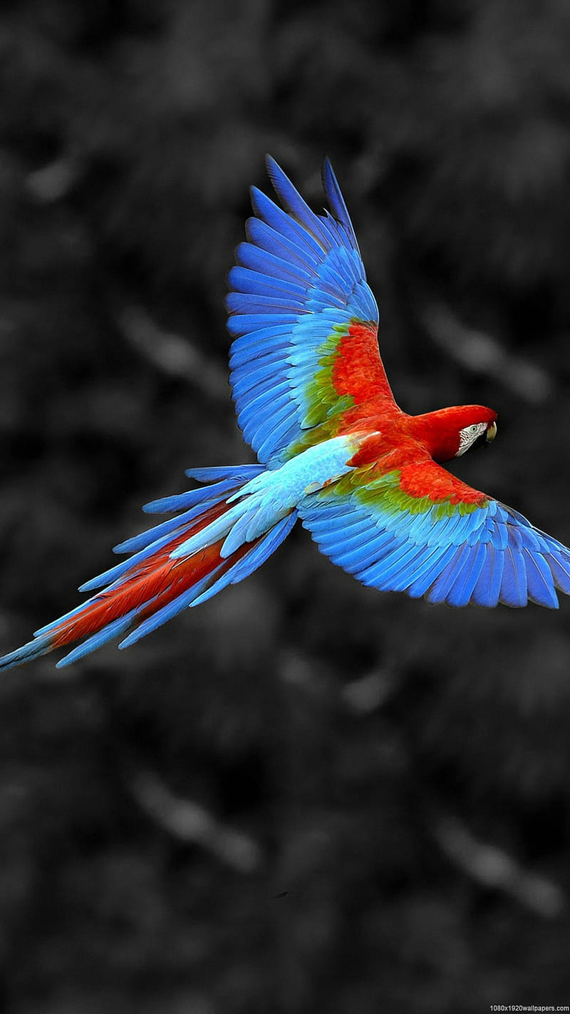 800x1422 Parrot, bird, birds, blue, colourful, feathers, flying, red, HD phone wallpaper