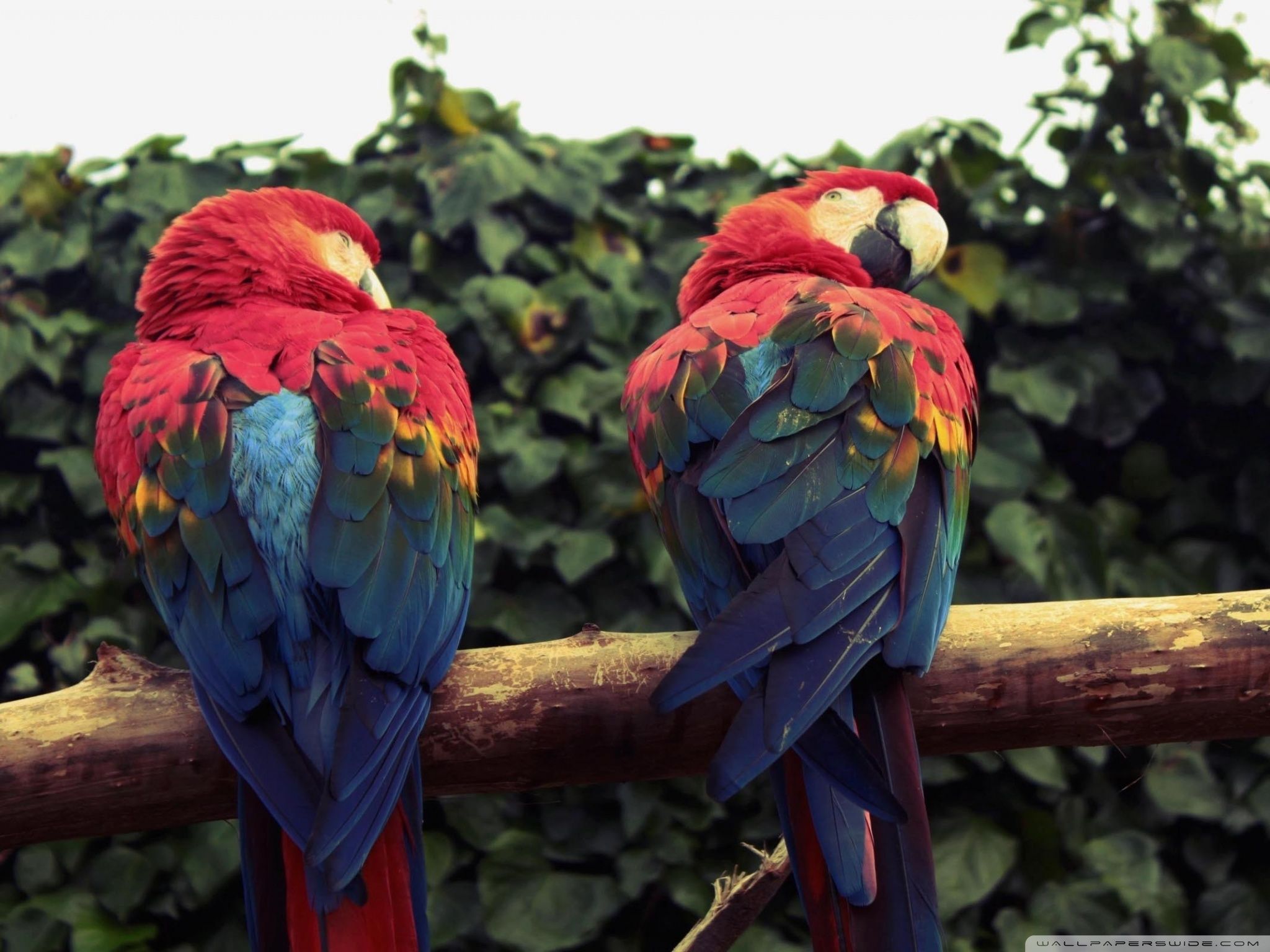 2048x1536 Scarlet Macaw Parrots 4K UHD Wallpaper for UltraHD Desktop and TV : Smartphone and Tablet Devices