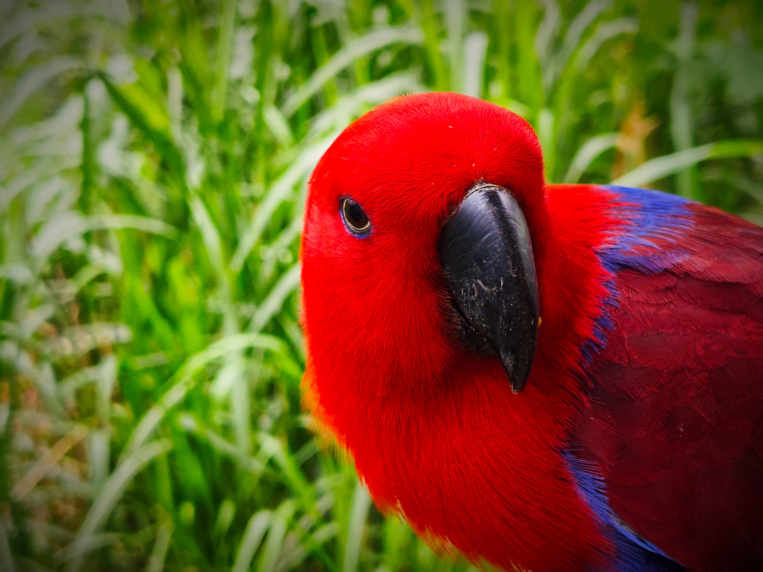 2560x1920 Rescue Parrot Experiences a Week of 'Firsts' as She Learns To Trust Her New Mom