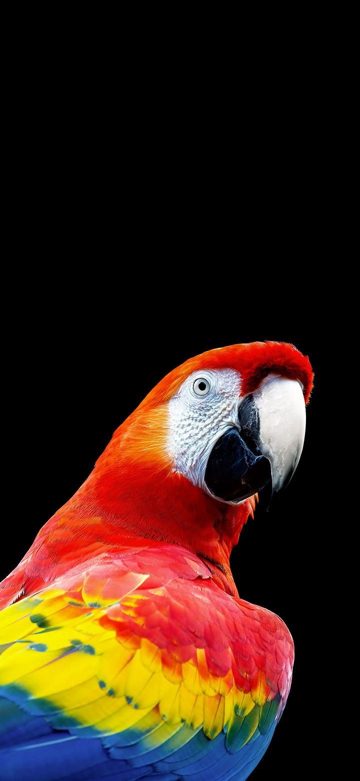 720x1560 Cool vivid red parrot 4K phone Wallpaper