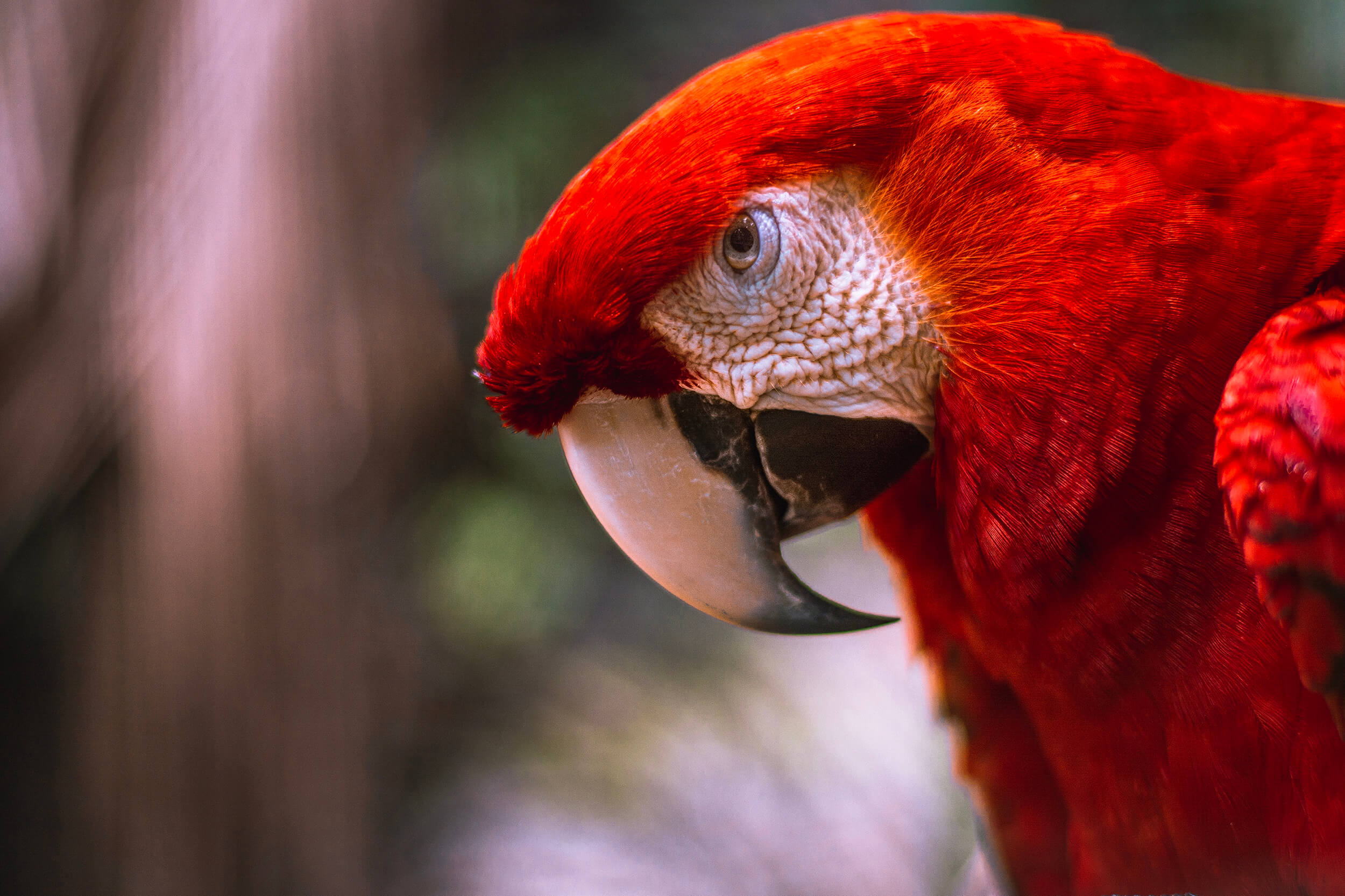 2500x1666 Scarlet Macaw (Ara macao)