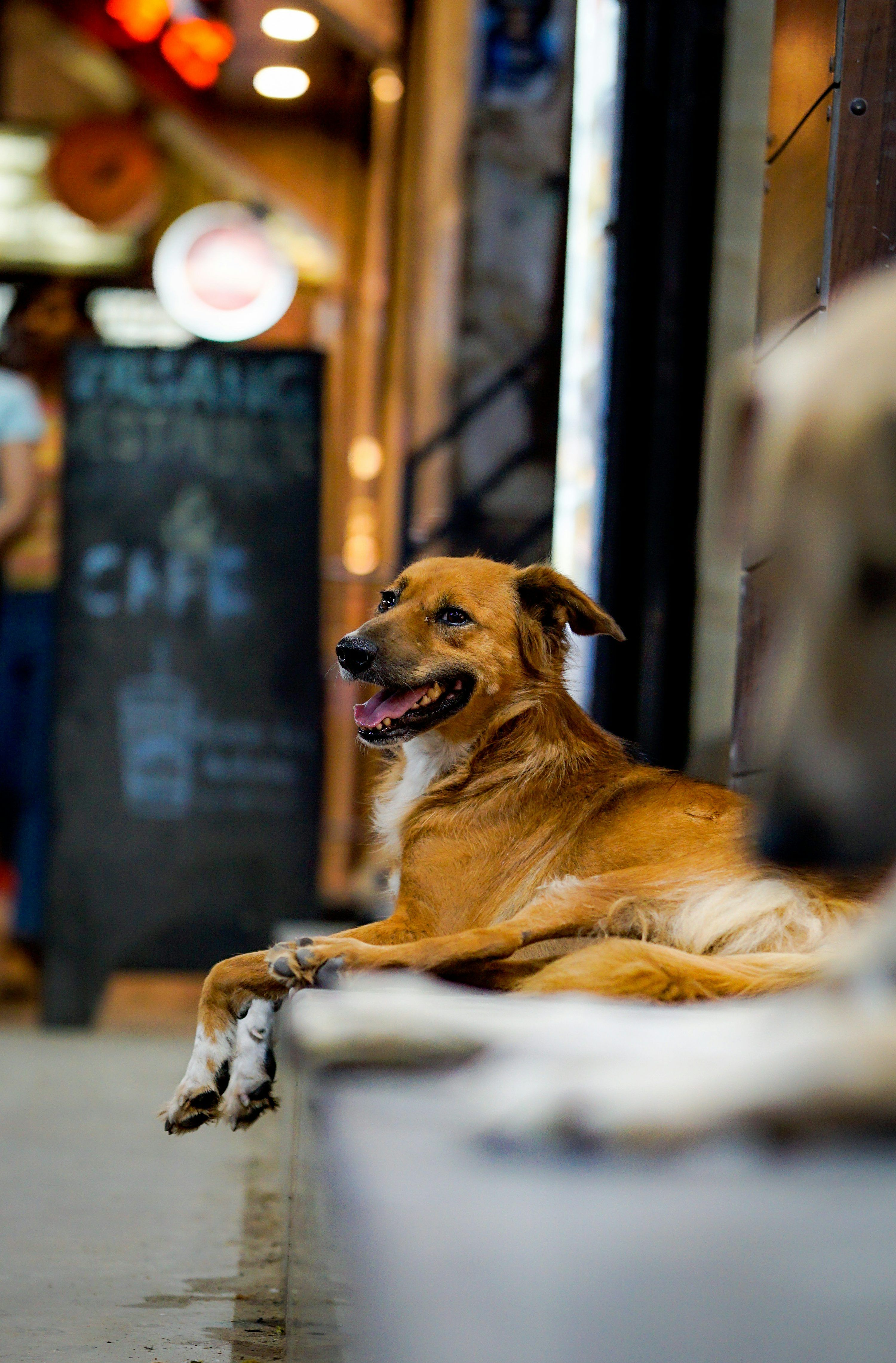 3000x4563 Street Dogs Picture. Download Free Image