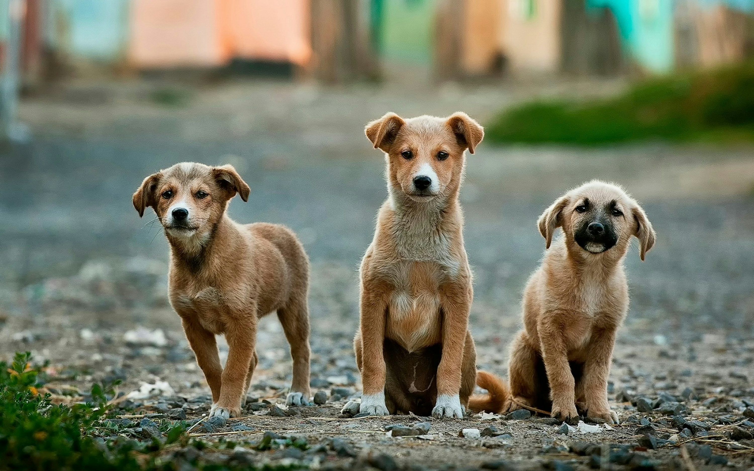 3000x1875 Stray Dog Picture. Download Free Image