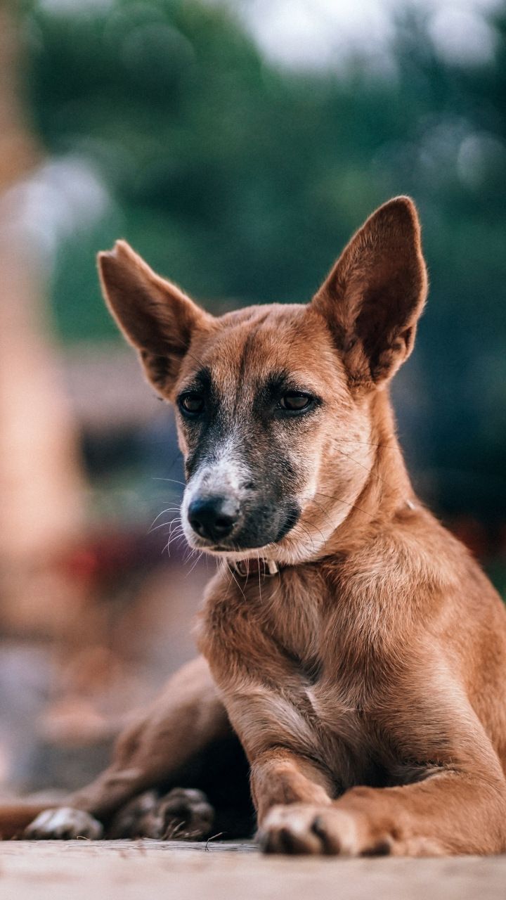 720x1280 Street dog, brown, animal, 720x1280 wallpaper