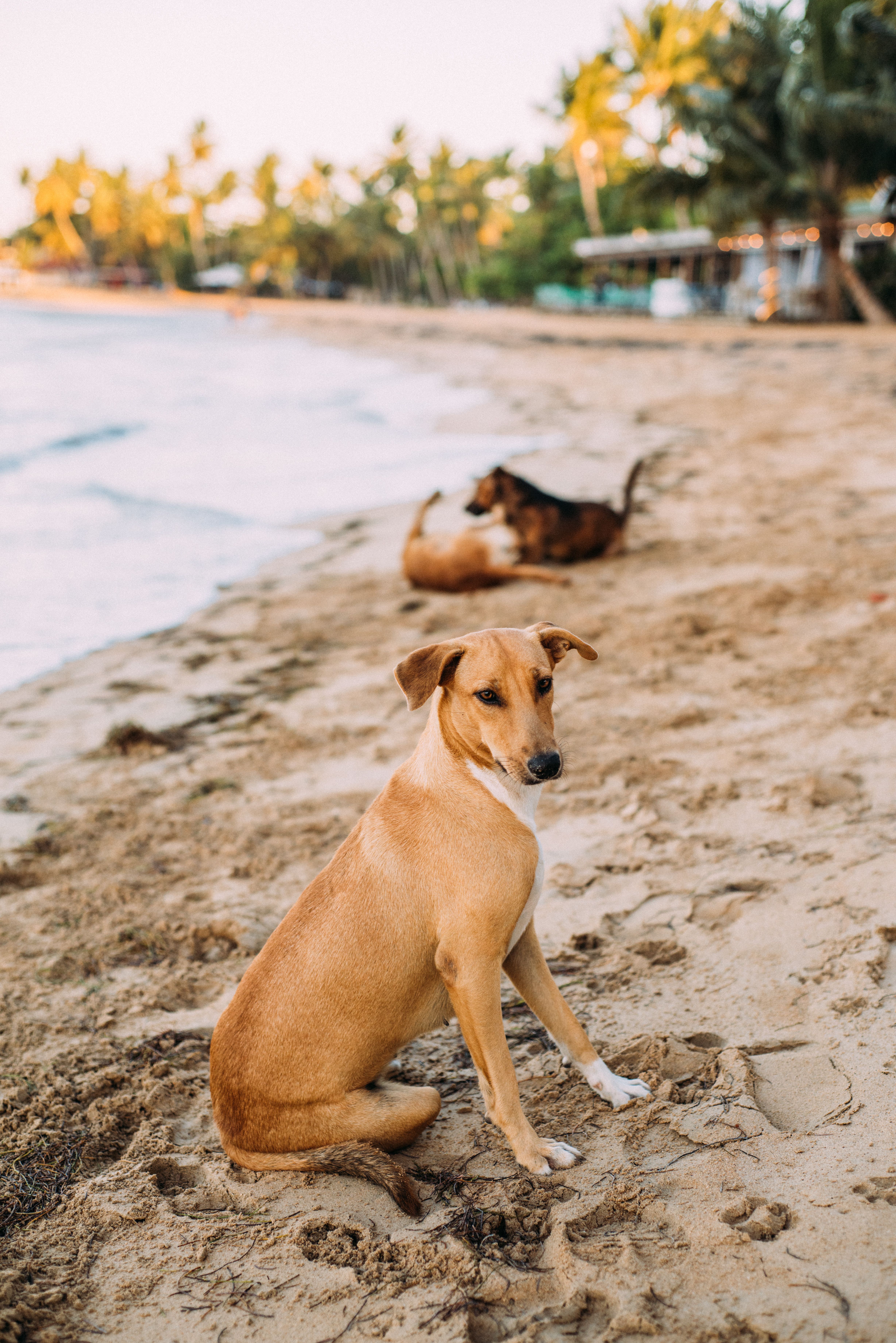 4912x7360 Stray Dog Beach Photo, Download The BEST Free Stray Dog Beach & HD Image